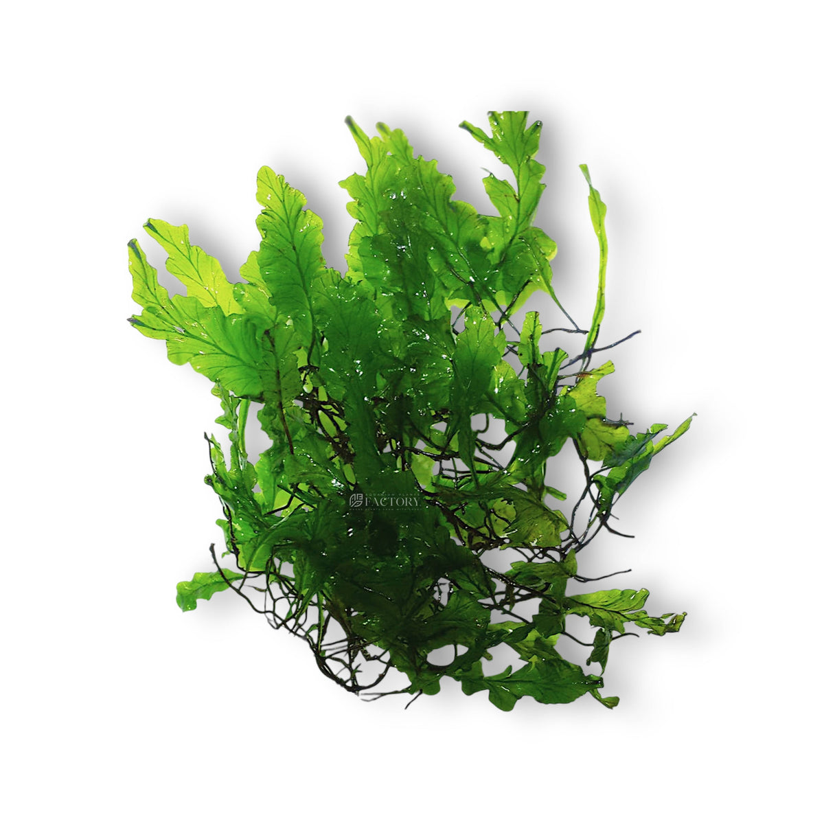 Aquarium-grown Buea Fern (Bolbitis sp. 'Buea') displaying delicate, lace-like fronds in rich green tones, prized for its rarity and beauty.