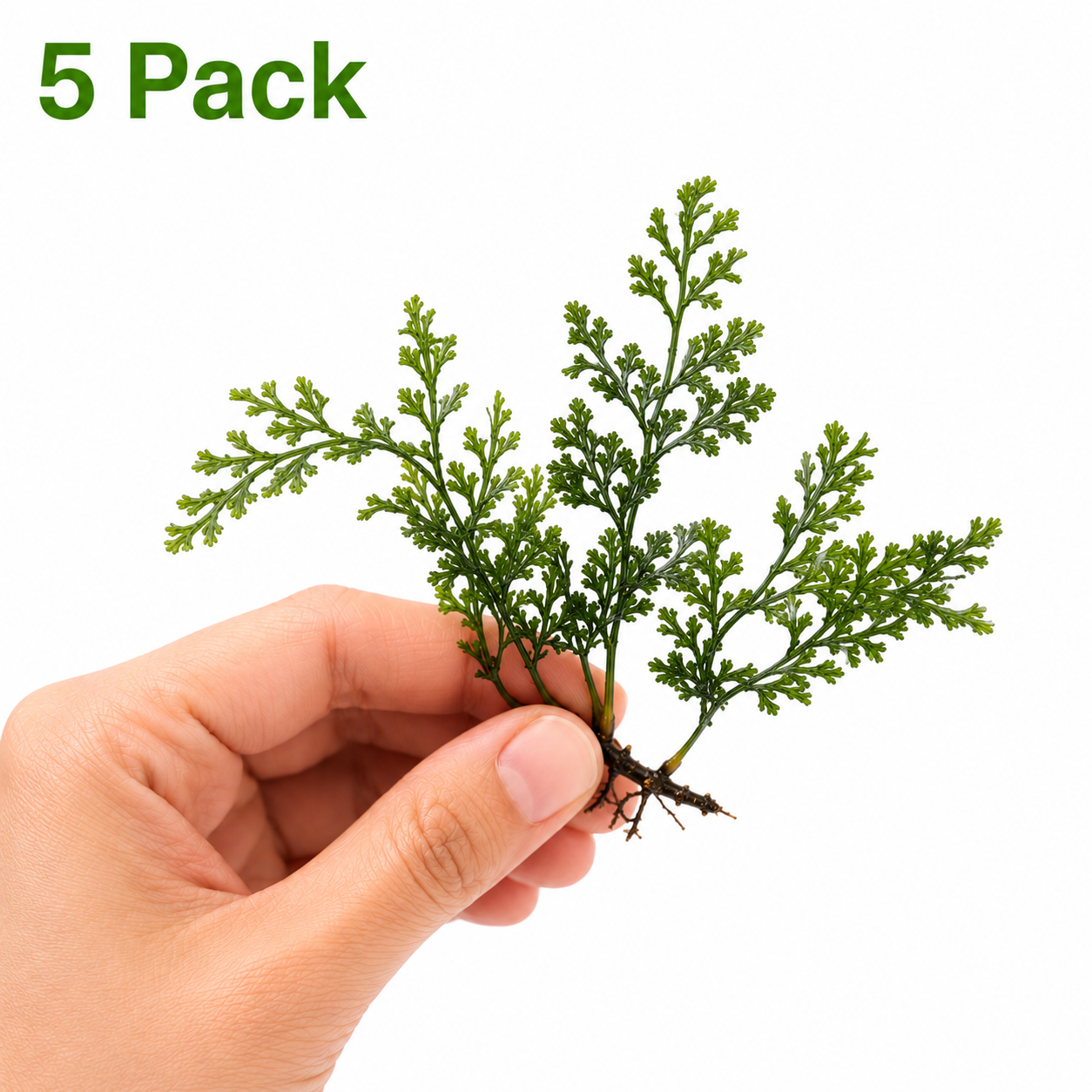 5 Pack Bolbitis Difformis bare-root aquarium plants with approximately 3+ leaves per plant, held in hand on a white background.
