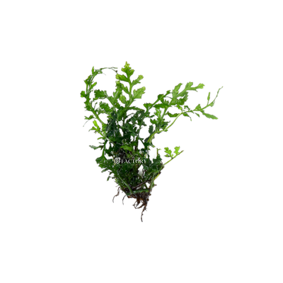 Bolbitis heteroclita 'difformis' is a species of fern that is commonly used in aquariums. 