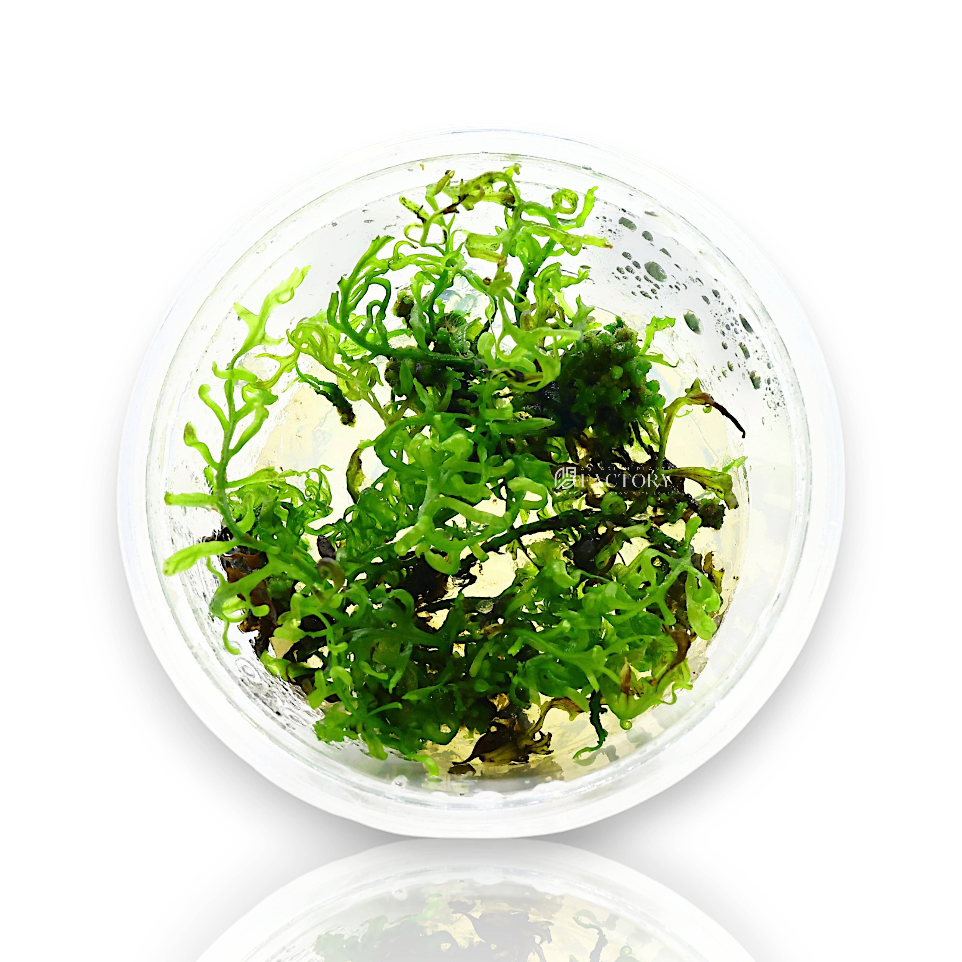 Bolbitis heudelotii, also known as the African Water Fern, is a graceful and slow-growing aquatic fern admired for its deep green, transparent, and finely divided fronds. Native to tropical Africa, this plant adds a lush, natural look to midground or background aquascapes and is perfect for low-tech setups or nature-style layouts. Its flowing, feather-like foliage sways gently in the current, providing a tranquil, jungle-like aesthetic to any freshwater tank.