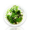 Bolbitis heudelotii, also known as the African Water Fern, is a graceful and slow-growing aquatic fern admired for its deep green, transparent, and finely divided fronds. Native to tropical Africa, this plant adds a lush, natural look to midground or background aquascapes and is perfect for low-tech setups or nature-style layouts. Its flowing, feather-like foliage sways gently in the current, providing a tranquil, jungle-like aesthetic to any freshwater tank.