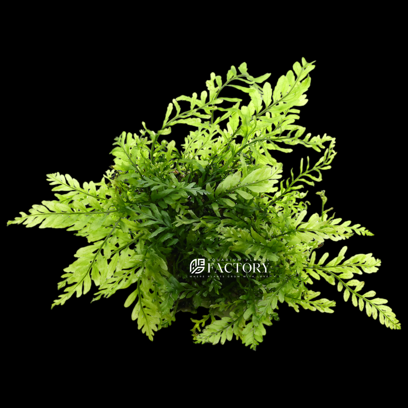  Bolbitis heudelotii, commonly known as African Water Fern, is a captivating aquatic plant that hails from the African continent. This unique fern species is prized among aquarium enthusiasts for its distinctive appearance and ease of care.