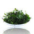 Bolbitis sp. 'Buea' Buea Fern with arching deep green fronds attached to driftwood