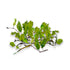 Bolbitis sp. 'Buea' aquatic fern growing on rock in freshwater aquascape