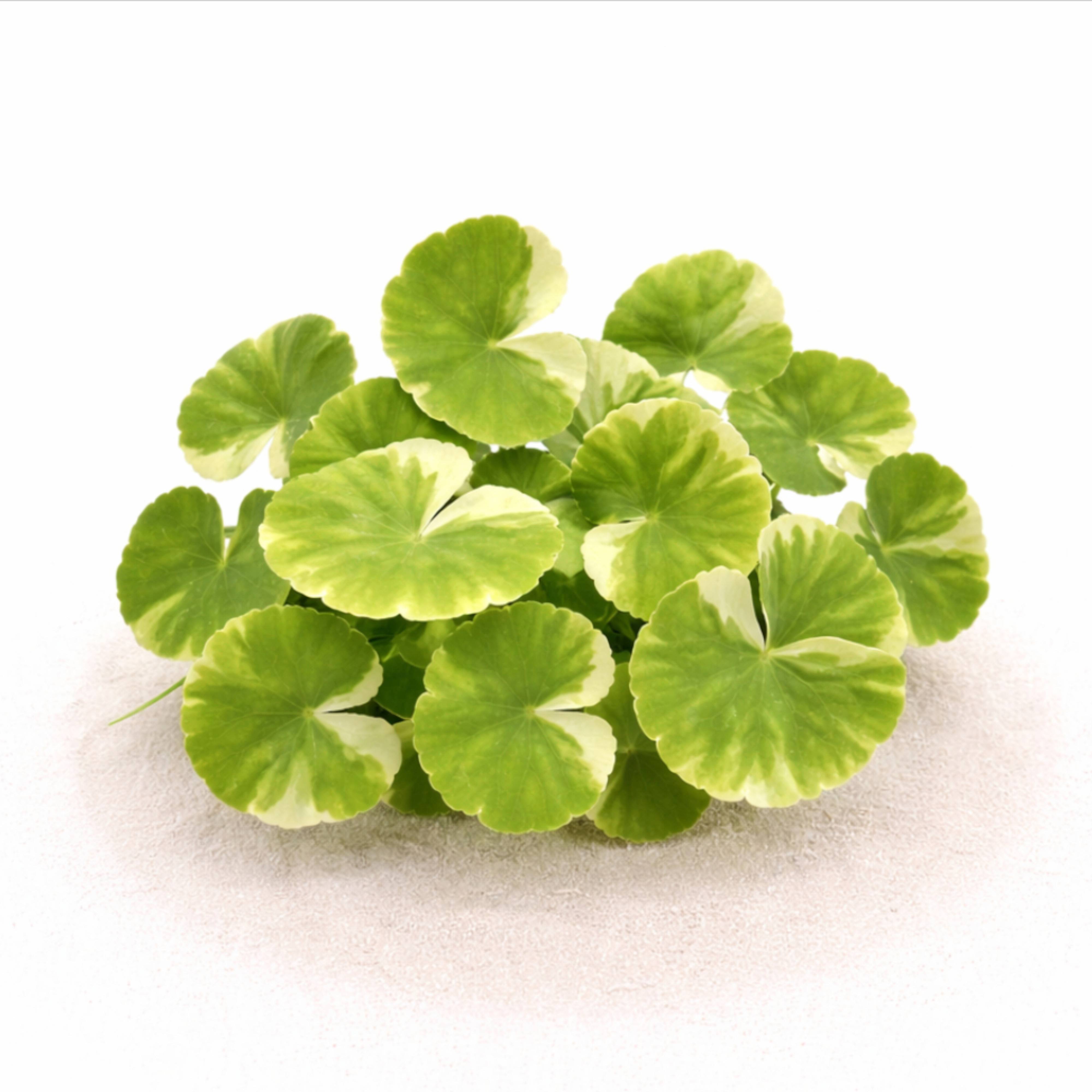 Brazilian Pennywort Marble aquatic plant with variegated round leaves growing on light sandy substrate