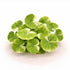 Brazilian Pennywort Marble aquatic plant with variegated round leaves growing on light sandy substrate