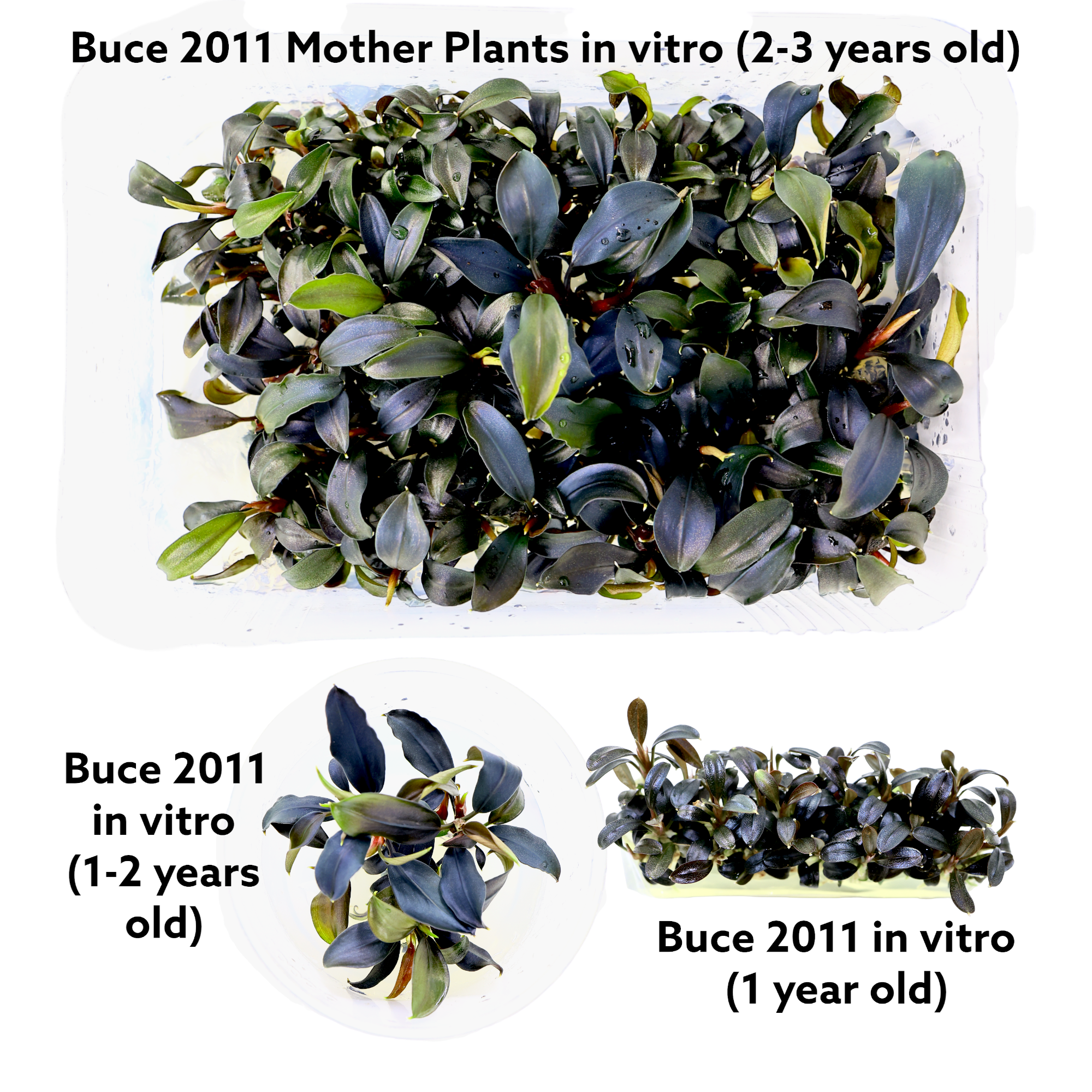 Mother Bucephalandra Brownie Ghost 2011 Buce in Aquarium Plants Factory Tissue Culture Lab