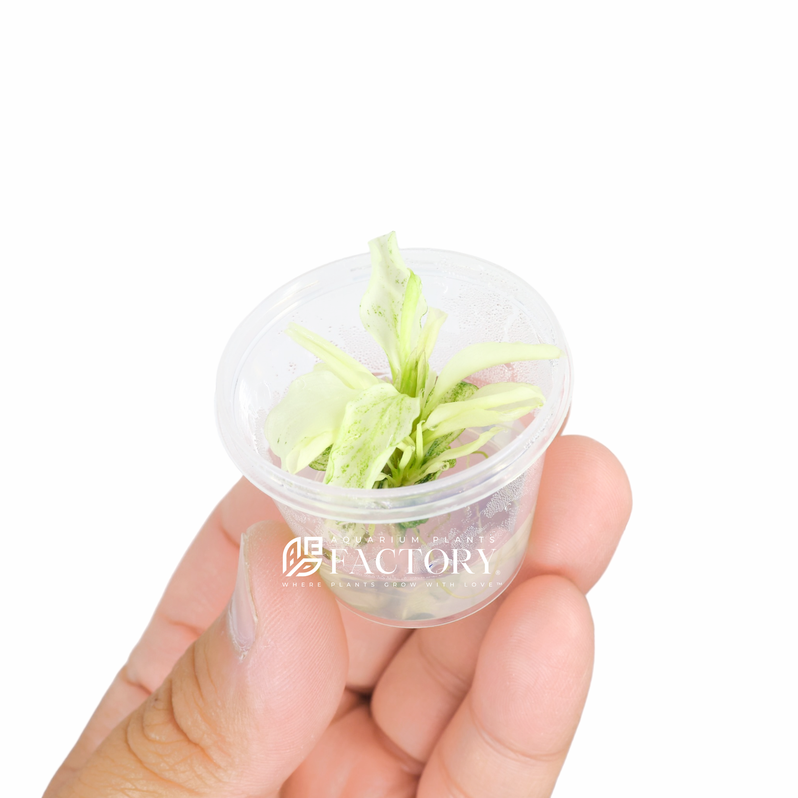 Bucephalandra APF Platinum [Small Tissue Culture Cup]