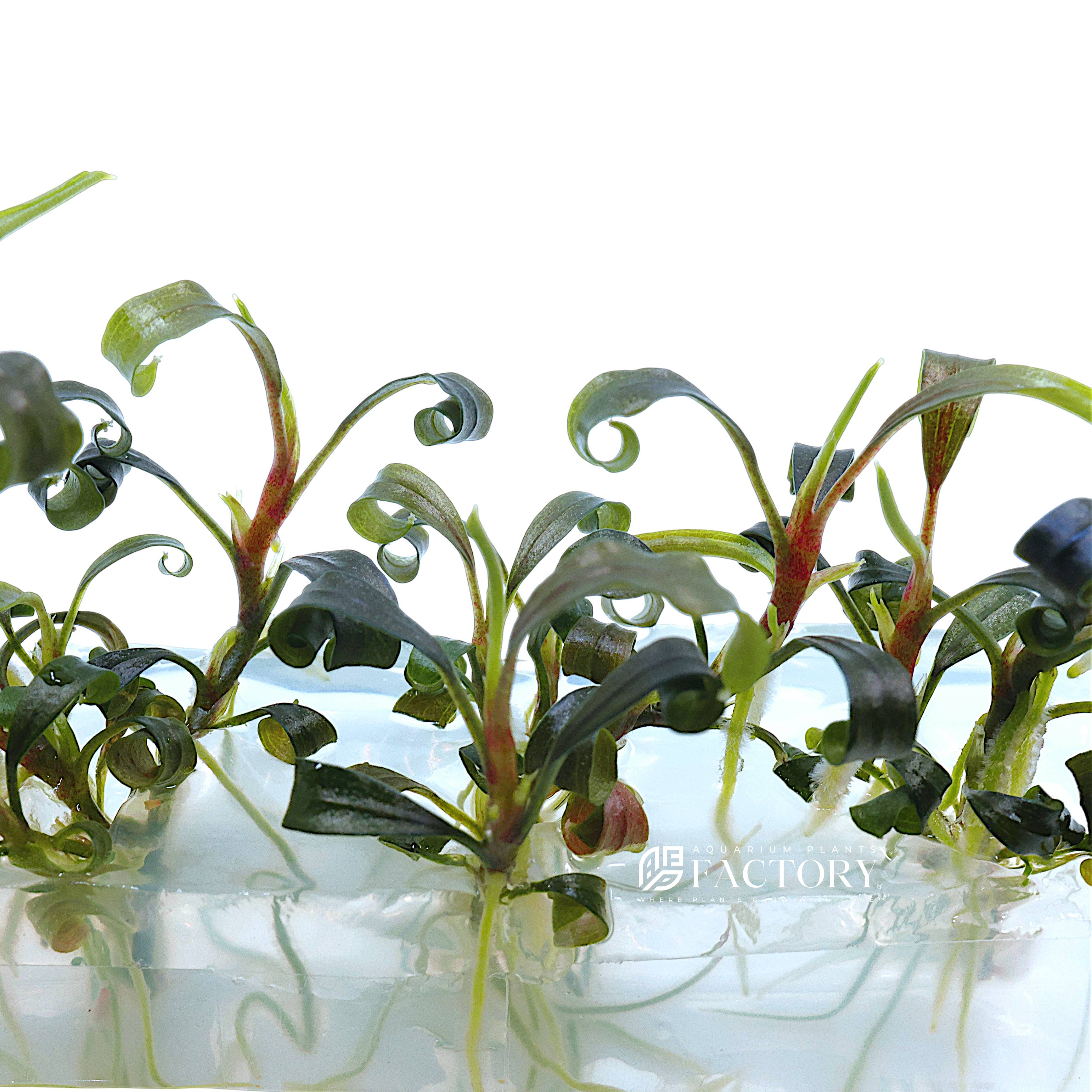 Bucephalandra Dark Velvet Vitro Culture | Rare Black Buce – Aquarium Plants Factory