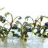 Bucephalandra Dark Velvet Vitro Culture | Rare Black Buce – Aquarium Plants Factory