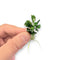 Close-up of Bucephalandra Green Wavy aquatic plant with rippled green foliage, ideal for aquascaping and low-tech tanks