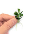 Close-up of Bucephalandra Green Wavy aquatic plant with rippled green foliage, ideal for aquascaping and low-tech tanks