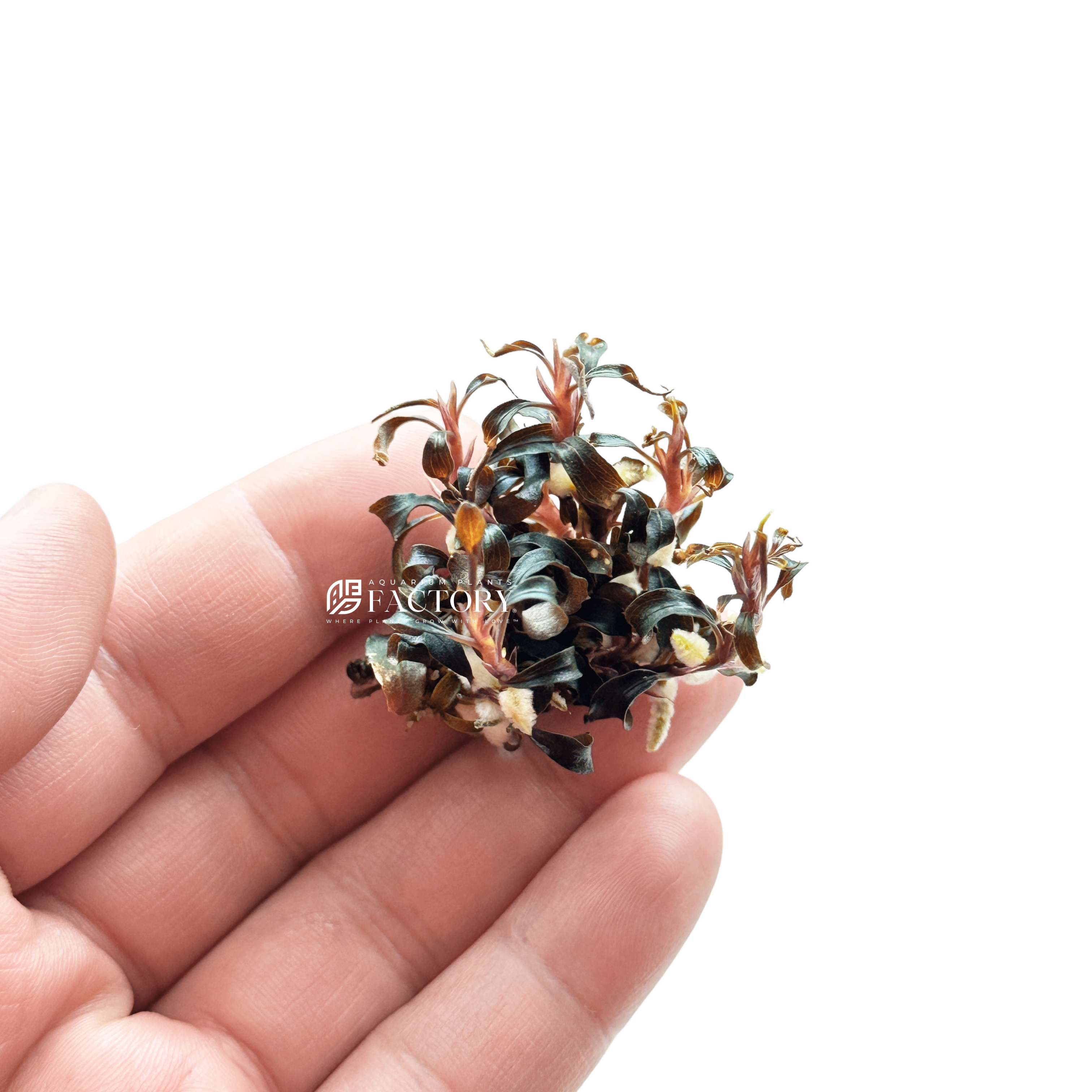 A hand holding a cluster of Bucephalandra Kedagang Red, an aquatic plant with a dense rosette of small, spiraling leaves that exhibit a variety of colors ranging from dark green to rich burgundy. Each leaf has a subtle, metallic sheen and appears healthy and robust, indicating a well-cared-for specimen. The background is a clean, white surface, emphasizing the plant's vibrant colors and intricate leaf patterns