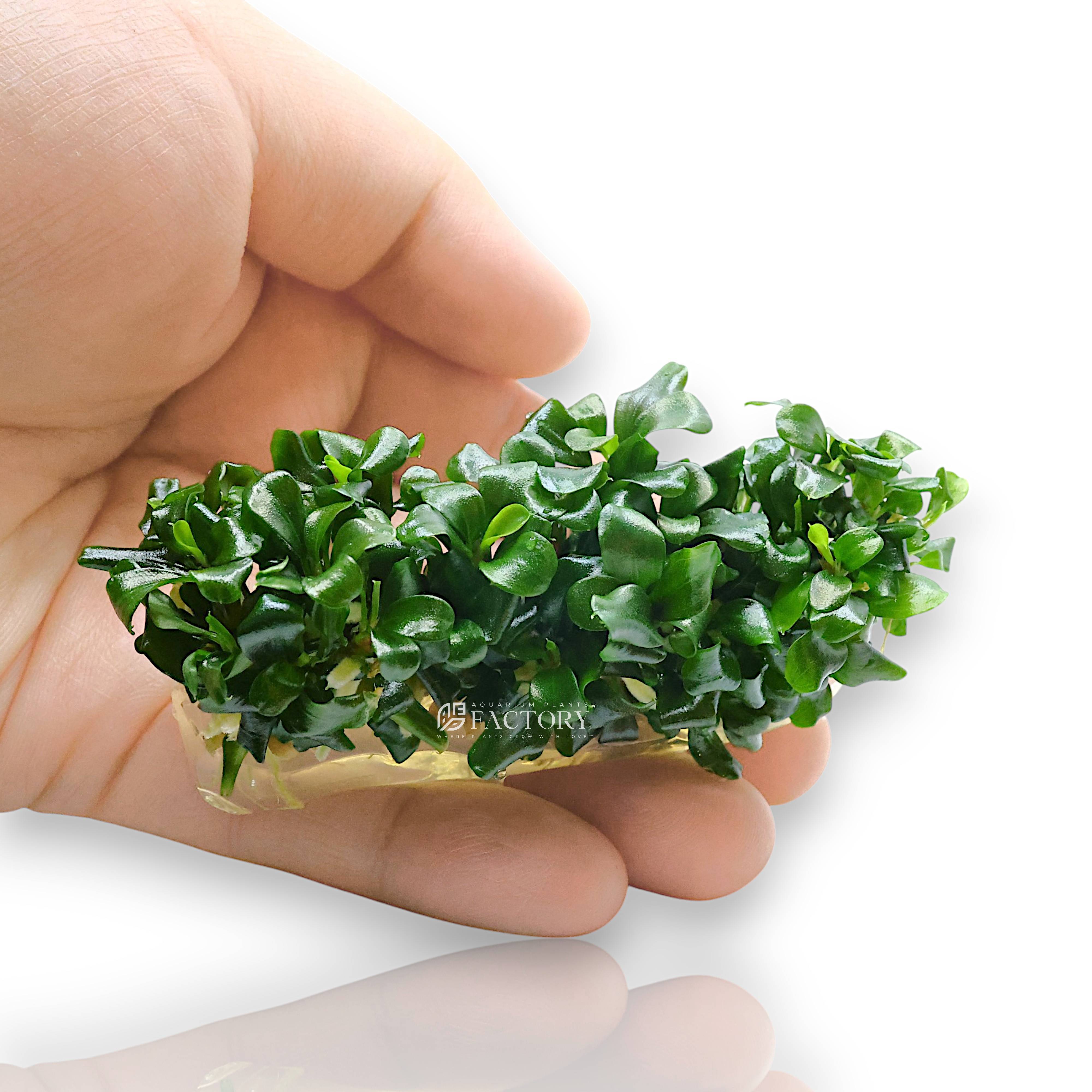 Top view of Bucephalandra 'Sintang' with rounded, wavy-edged leaves growing in a nano aquascape setup.