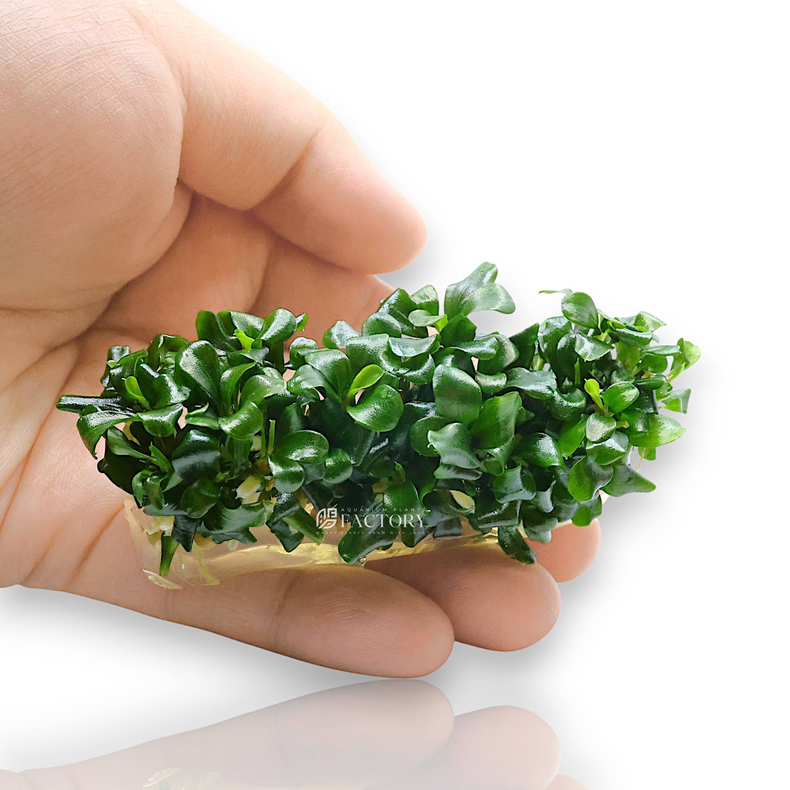 Top view of Bucephalandra 'Sintang' with rounded, wavy-edged leaves growing in a nano aquascape setup.