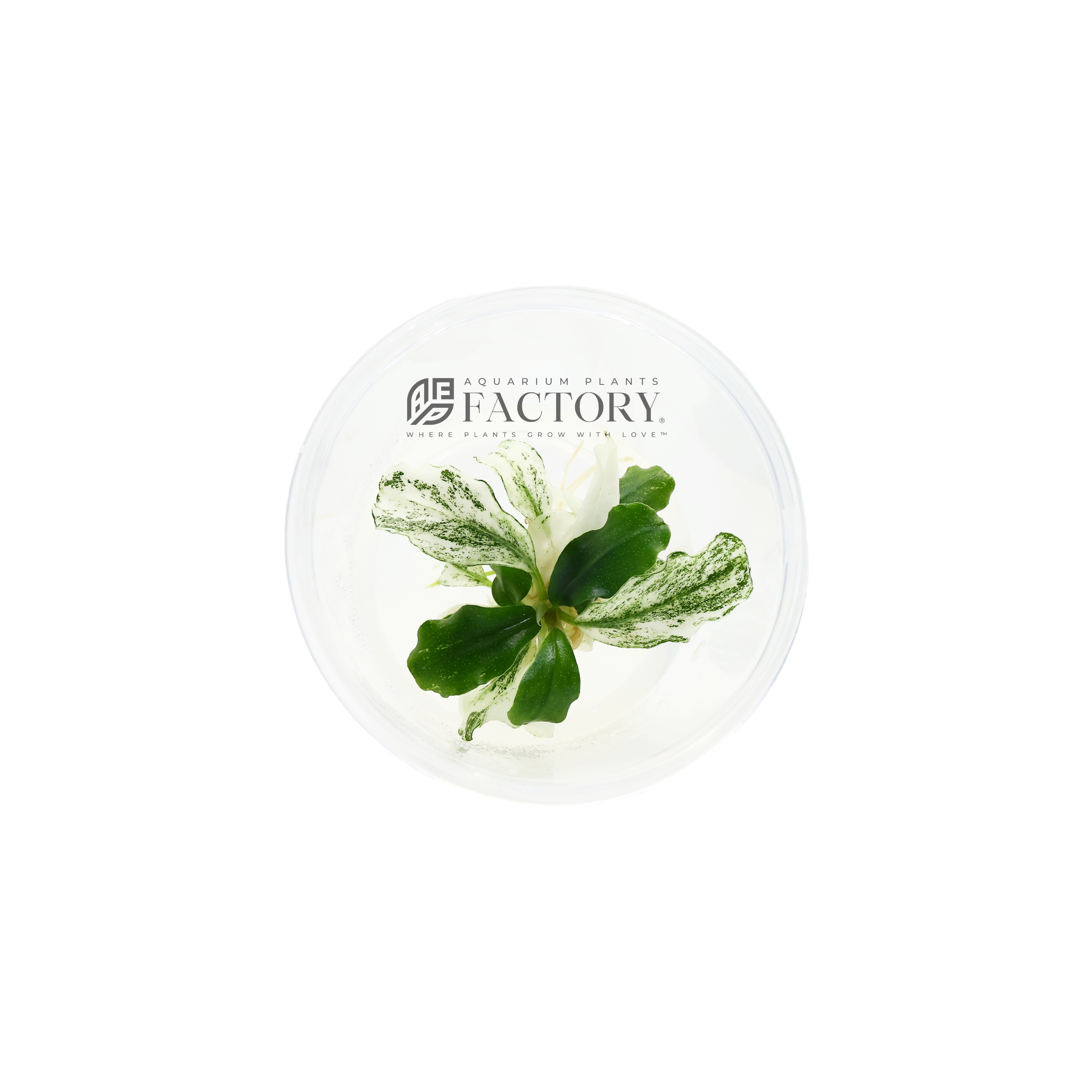 Bucephalandra White Marble [Small Tissue Culture Cup] APF Aquarium Plants Factory