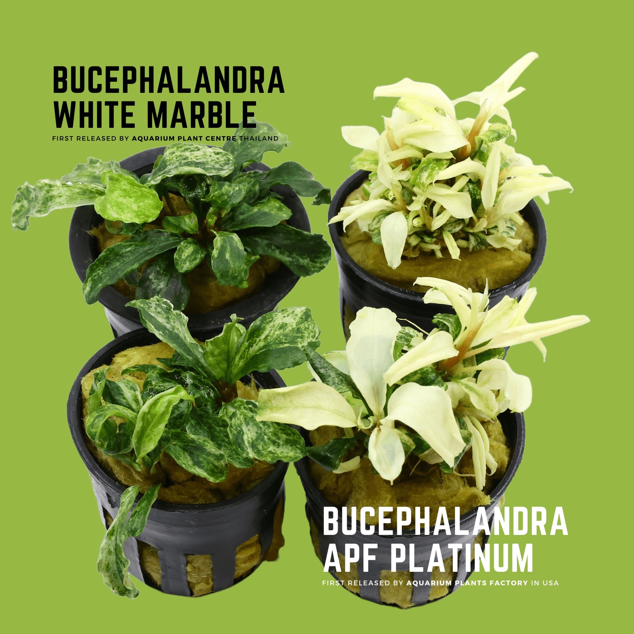 Bucephalandra White Marble vs Buce APF Platinum from Aquarium Plants Factory®