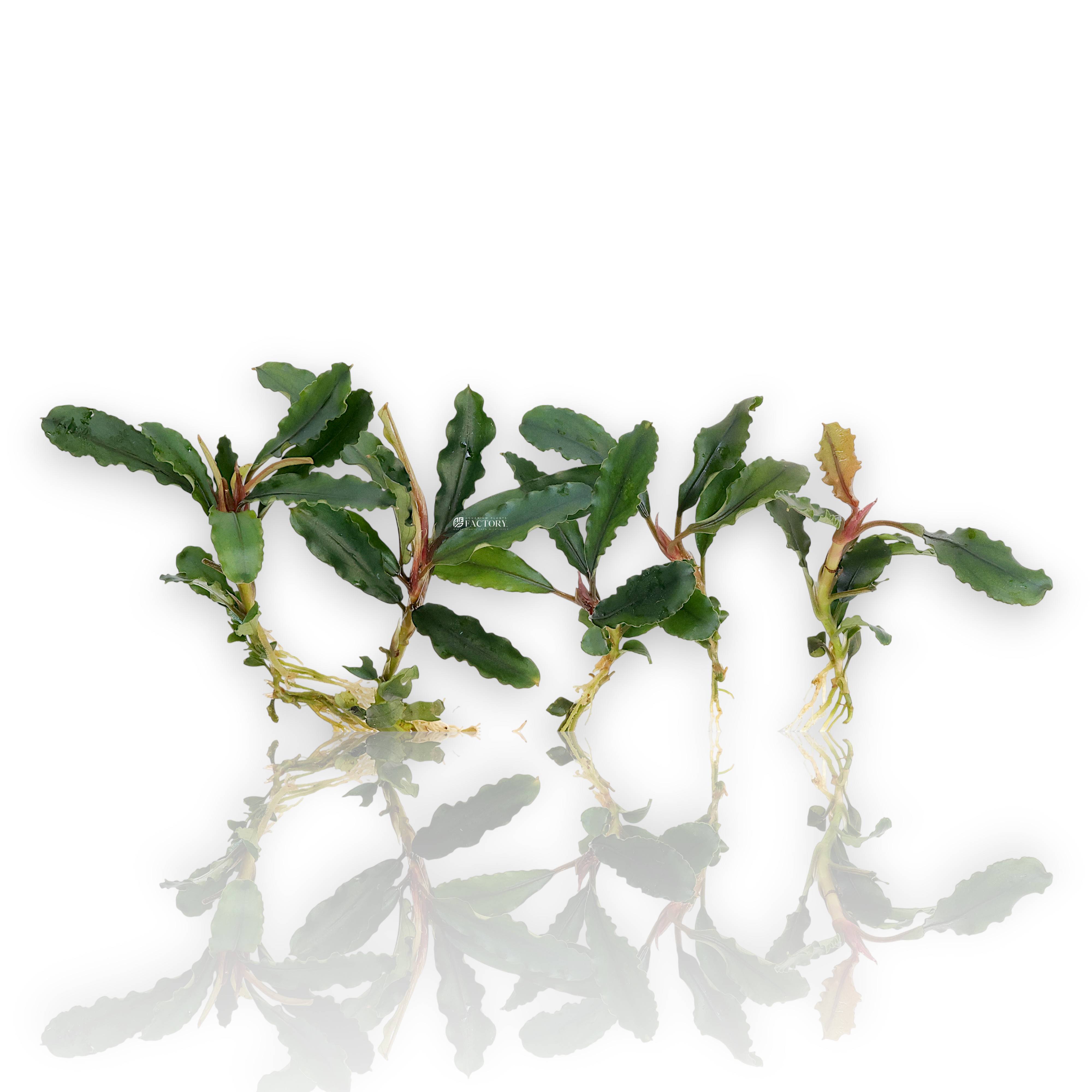 Set of 5 fresh Bucephalandra ‘Artemis’ bare-root plants with dark iridescent leaves and visible rhizomes for aquascaping