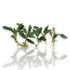 Set of 5 fresh Bucephalandra ‘Artemis’ bare-root plants with dark iridescent leaves and visible rhizomes for aquascaping