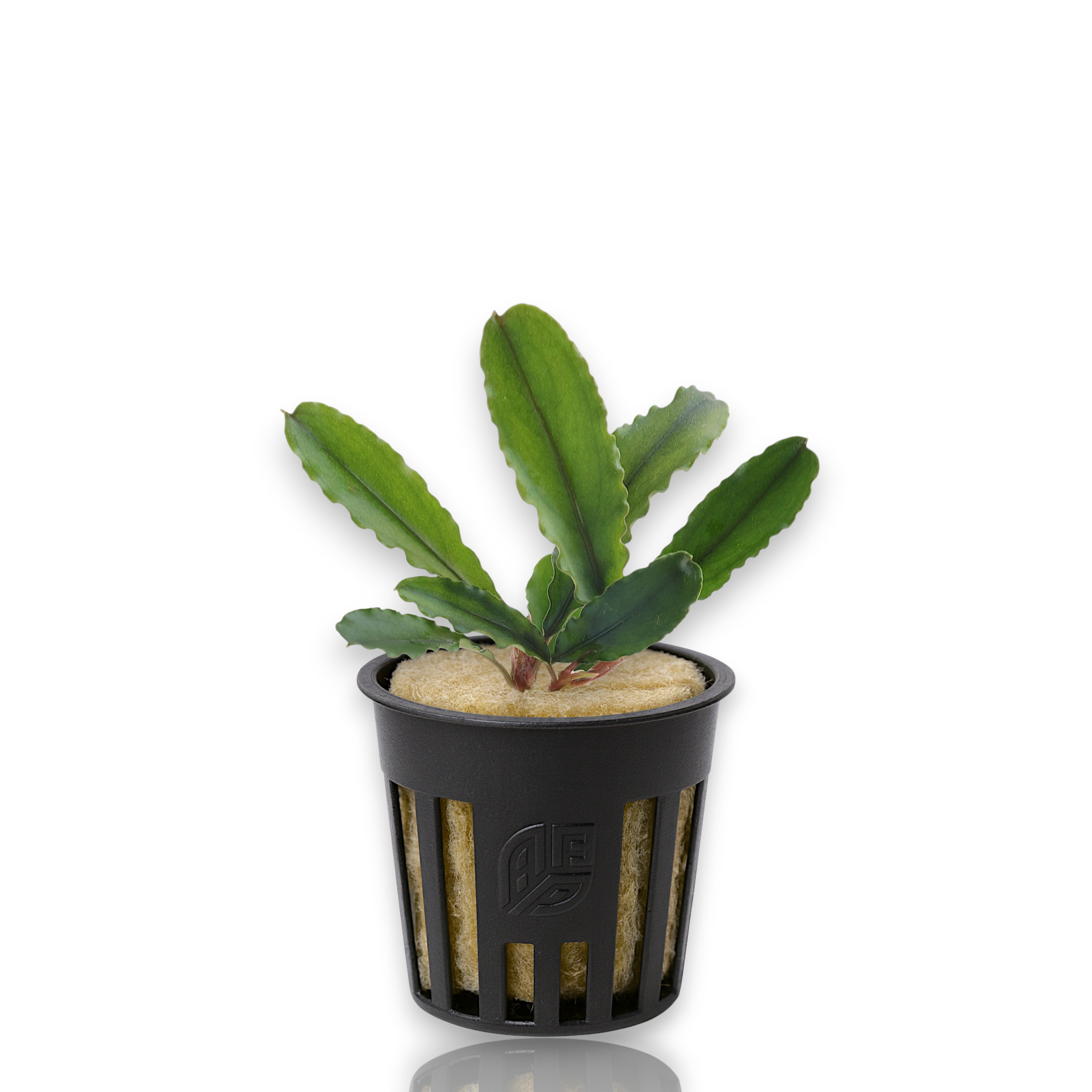 Bucephalandra ‘Artemis’ potted for aquarium plants with multiple green leaves and bronze undertones on white background