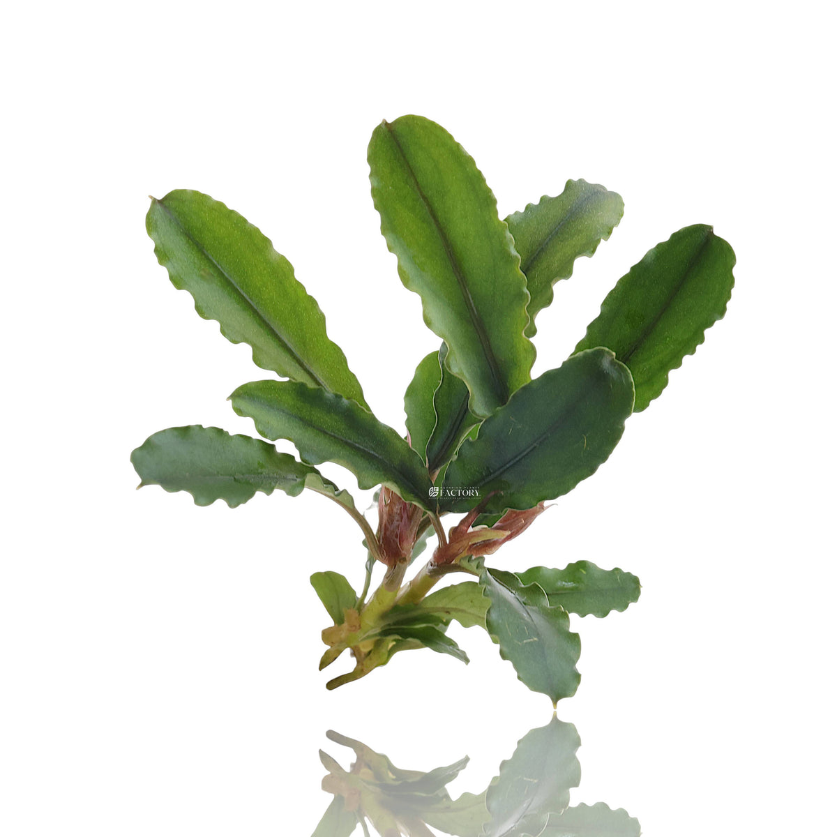 Close-up of Bucephalandra ‘Artemis’ aquatic plant with dark green wavy leaves and compact rhizome