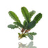 Close-up of Bucephalandra ‘Artemis’ aquatic plant with dark green wavy leaves and compact rhizome