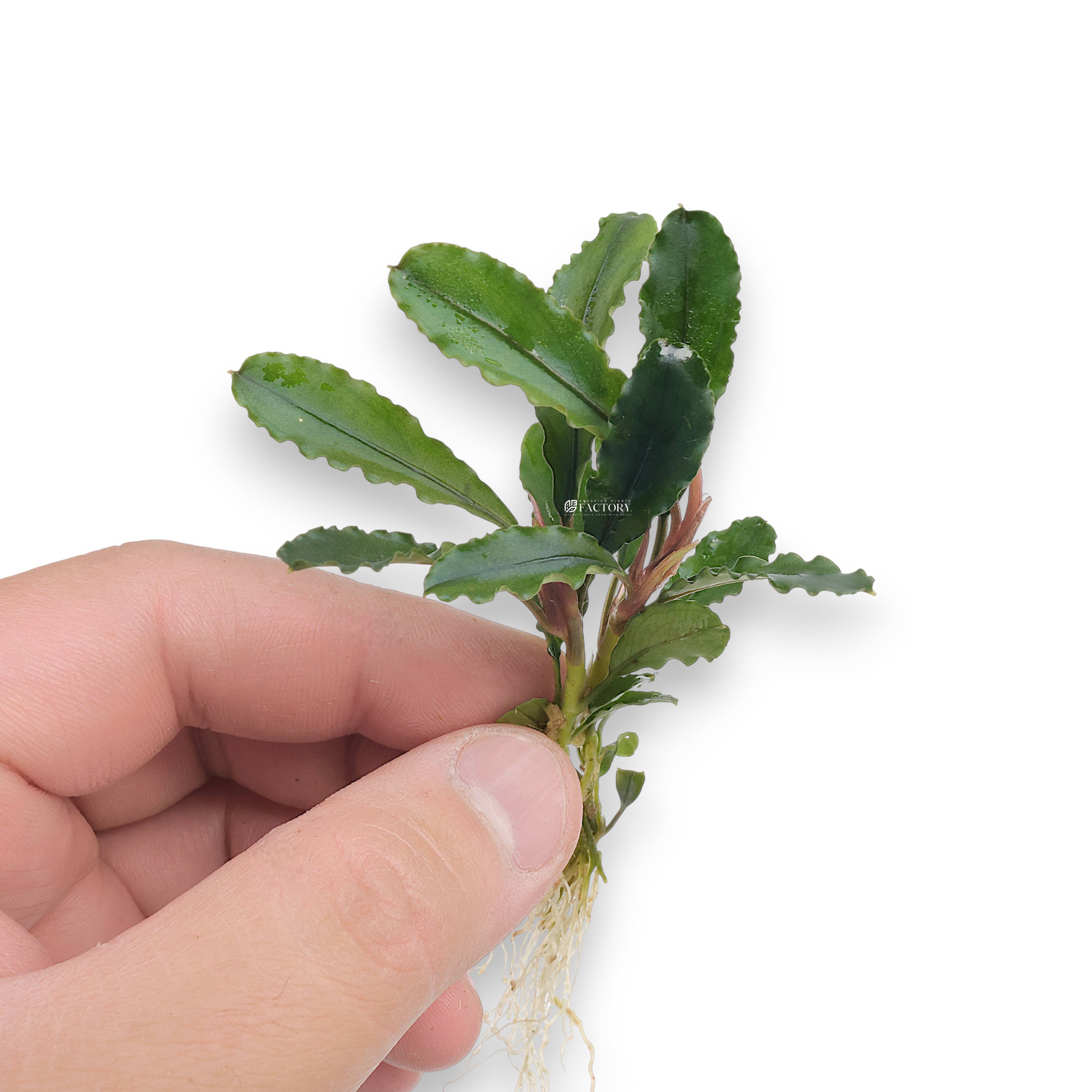 Hand holding a bare-root Bucephalandra ‘Artemis’ plant showing roots and glossy foliage