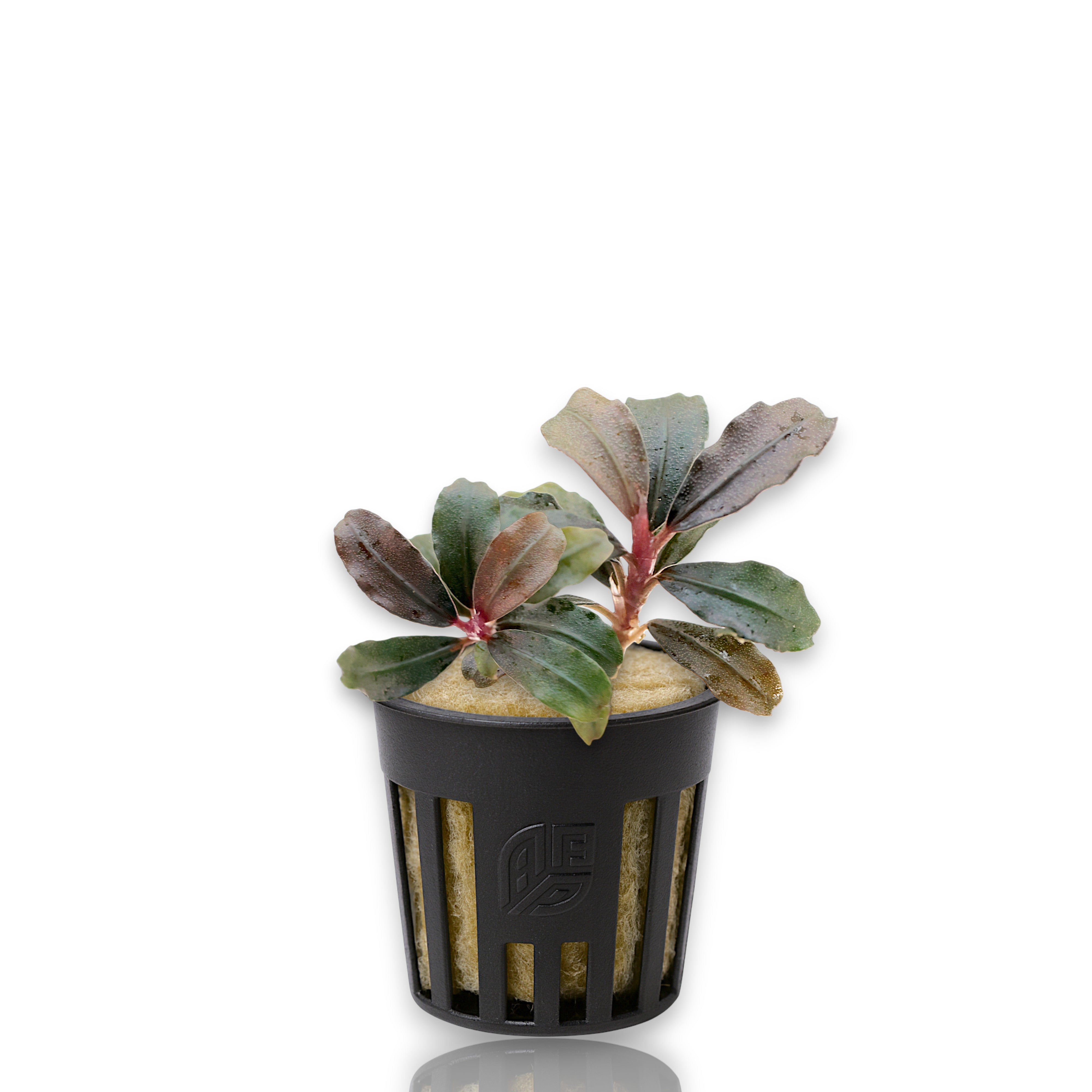 Bucephalandra Brownie Kapuas aquarium plant showing compact growth and glossy dark leaves, ideal for aquascaping