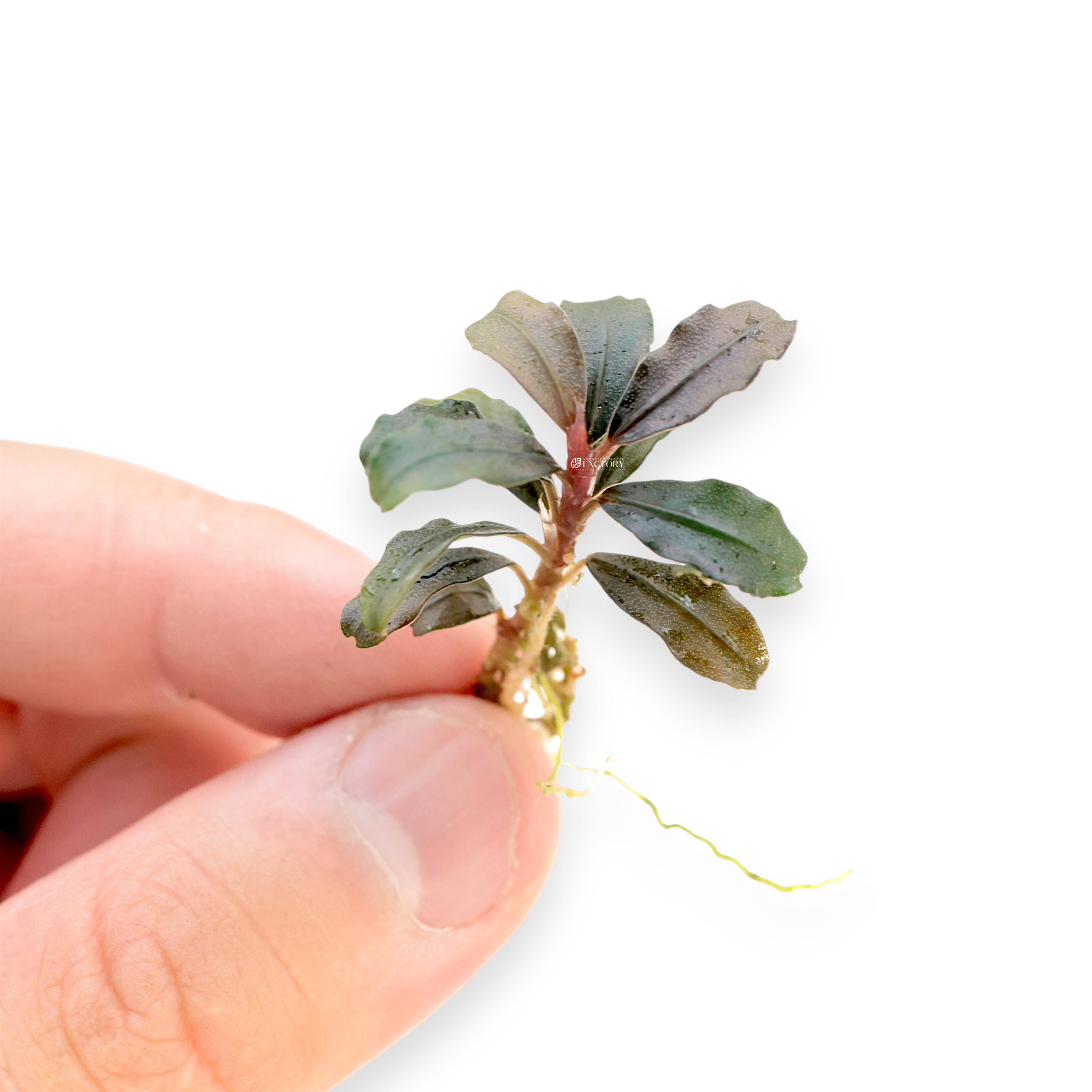 Bucephalandra Brownie Kapuas aquatic plant with deep green to brown iridescent leaves growing in a black net pot on a clean white background.