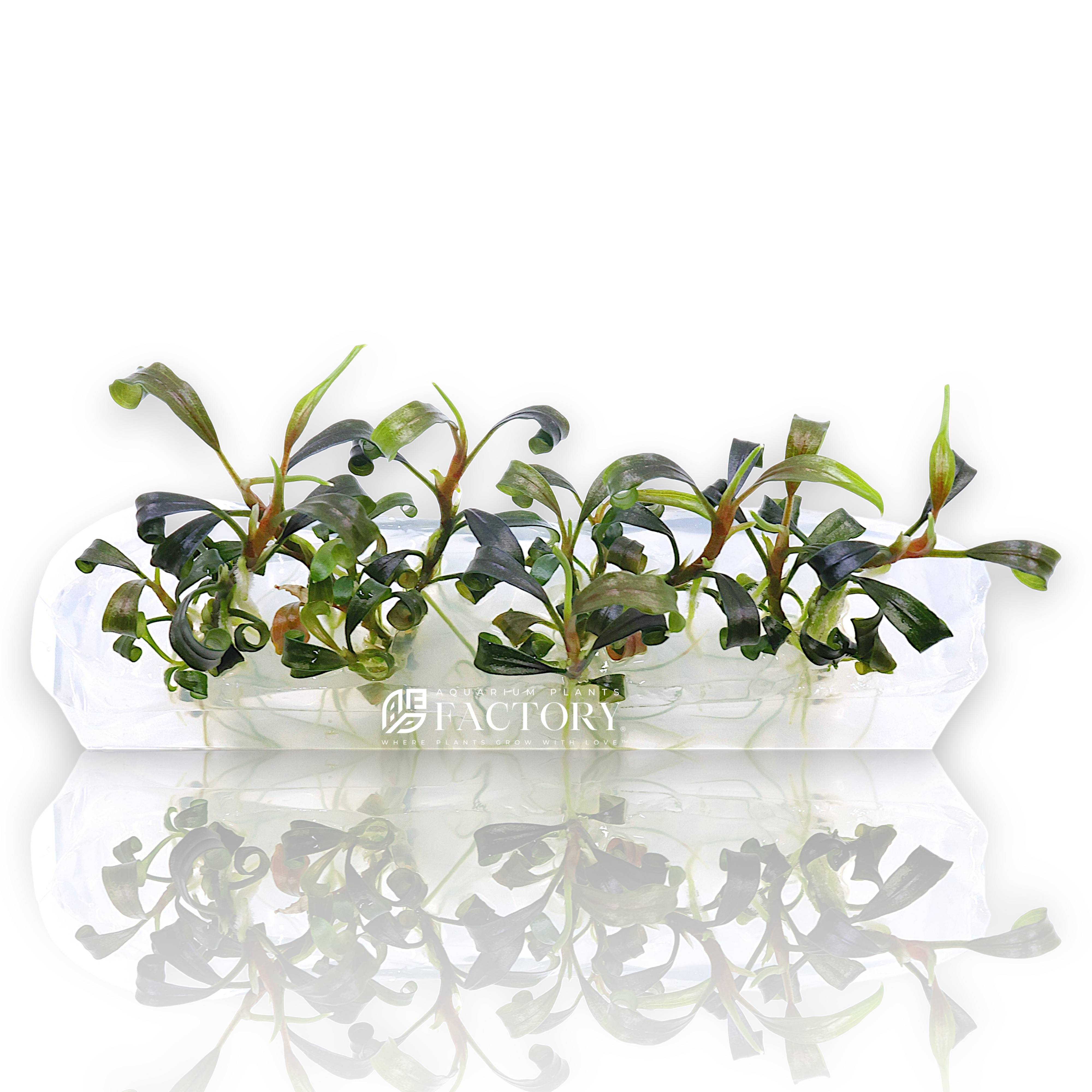Bucephalandra Dark Velvet Vitro Culture plantlets in sealed bag, dark velvety leaves
