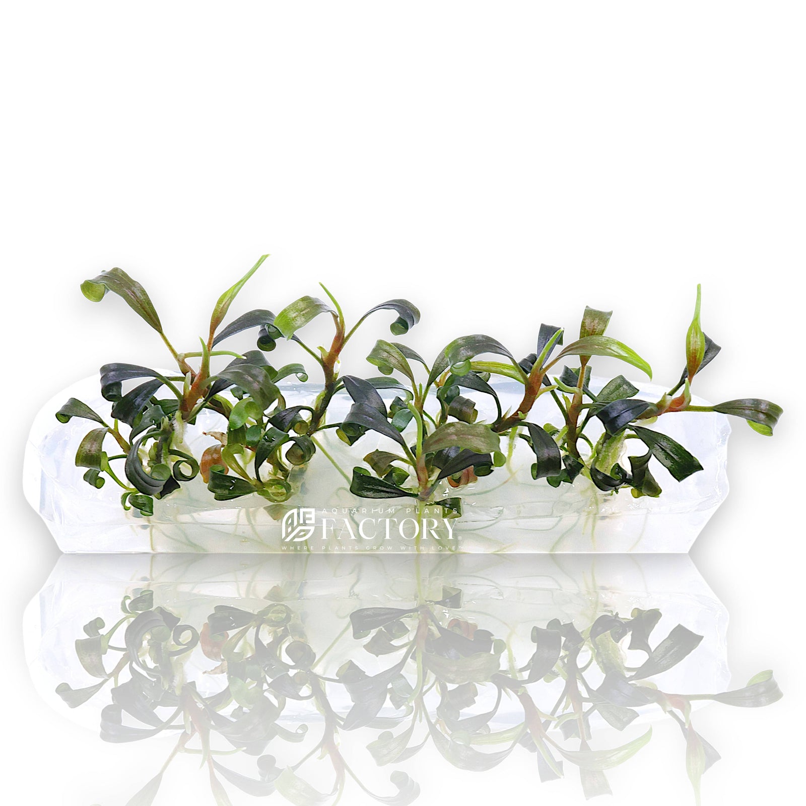 Bucephalandra Dark Velvet Vitro Culture plantlets in sealed bag, dark velvety leaves