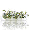 Bucephalandra Dark Velvet Vitro Culture plantlets in sealed bag, dark velvety leaves