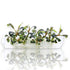 Bucephalandra Dark Velvet Vitro Culture plantlets in sealed bag, dark velvety leaves