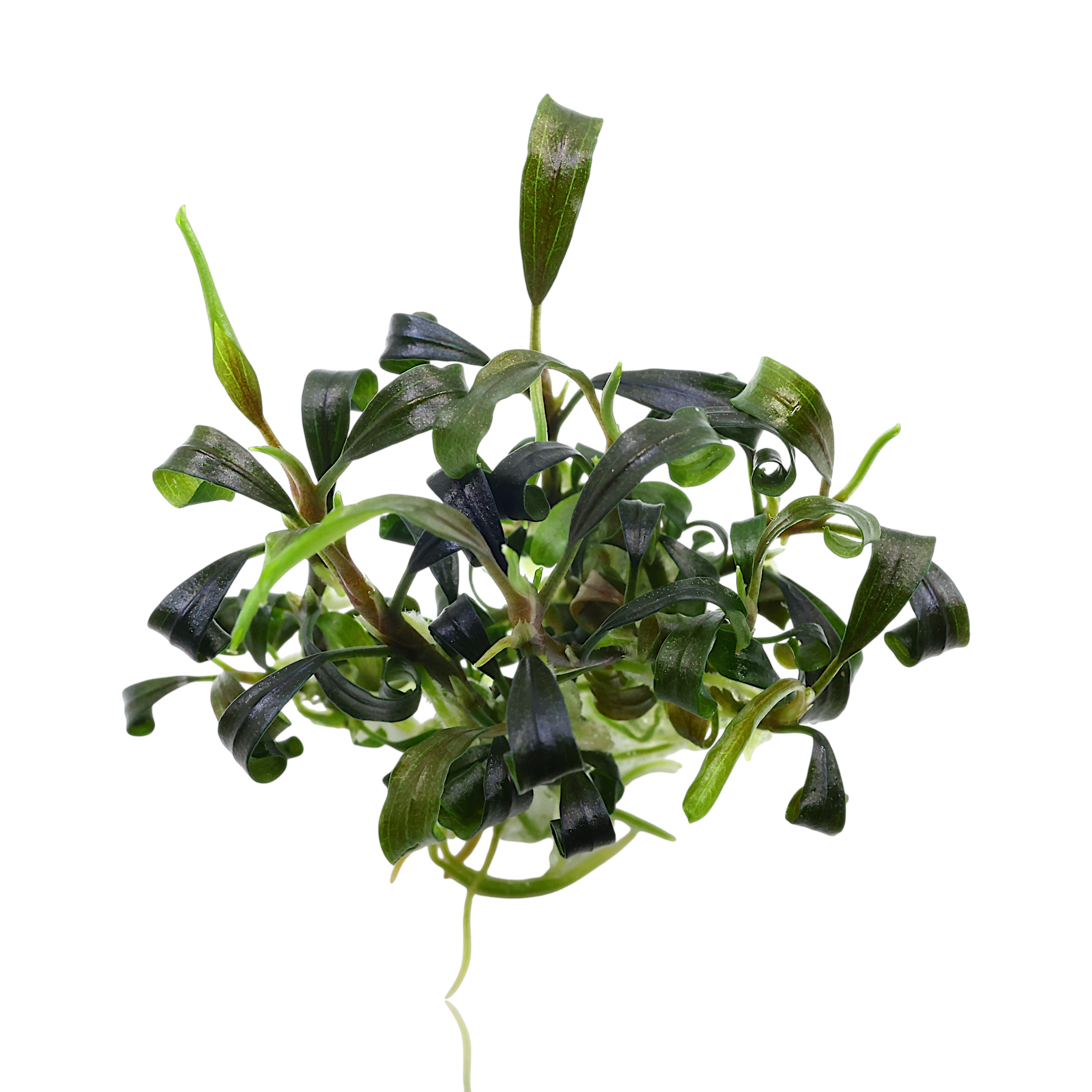 Close-up of rare Buce Dark Velvet foliage showing rich purple-black tones