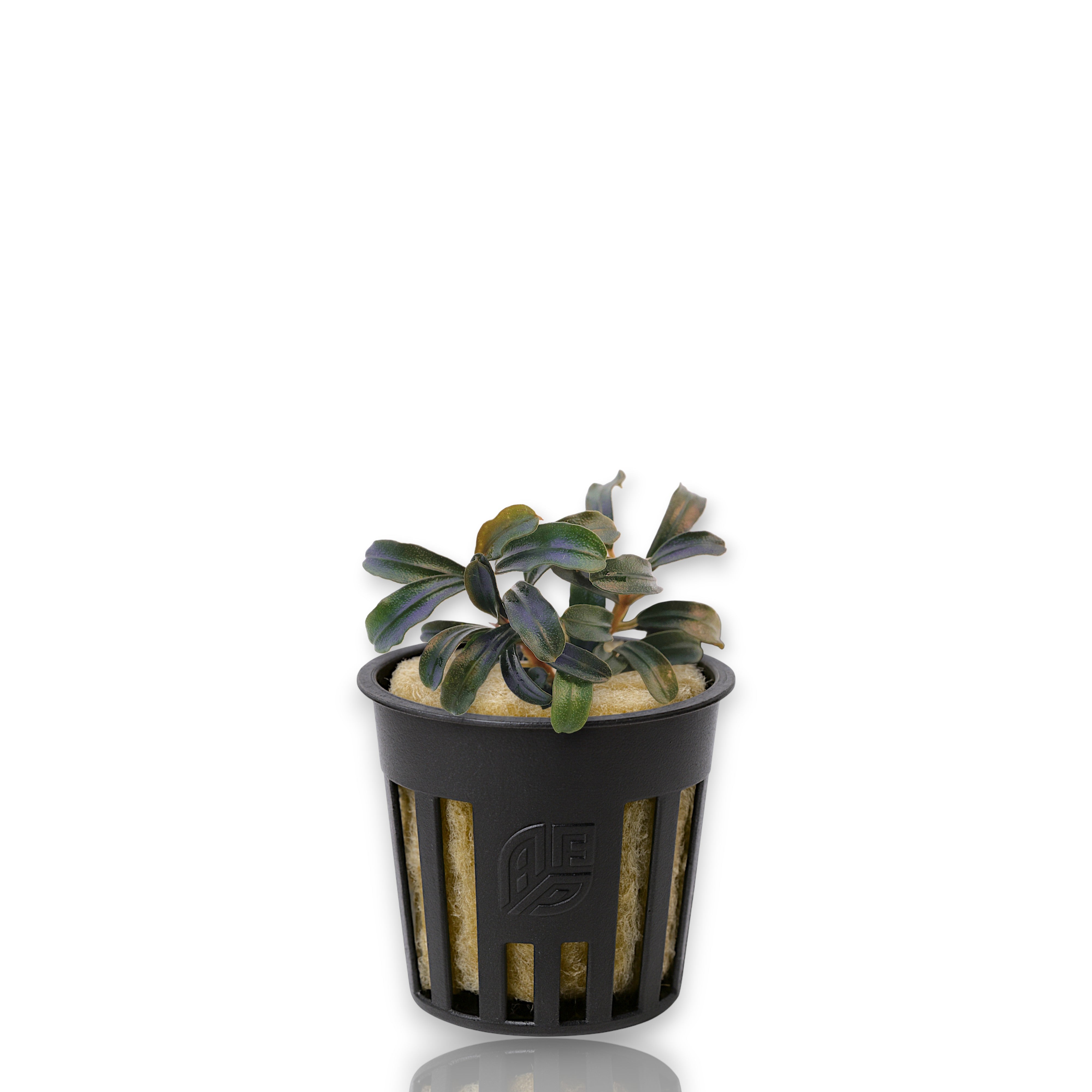 Healthy Bucephalandra Grappa Red Mini from Aquarium Plants Factory®, featuring dark metallic-blue leaves and miniature growth form perfect for nano aquariums