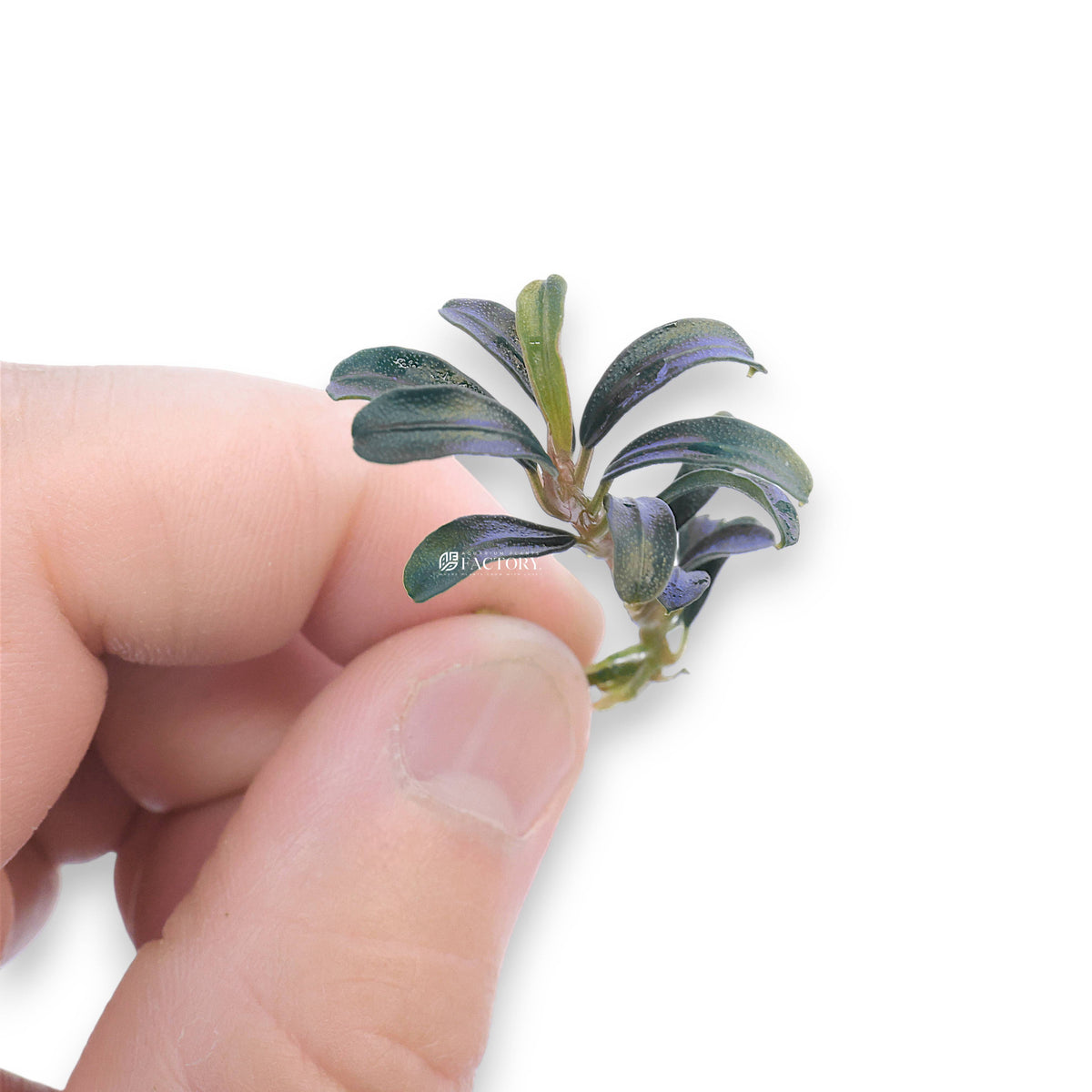 Close-up of Bucephalandra Grappa Red Mini aquatic plant with compact dark leaves featuring a subtle blue-violet sheen, displayed on a white background