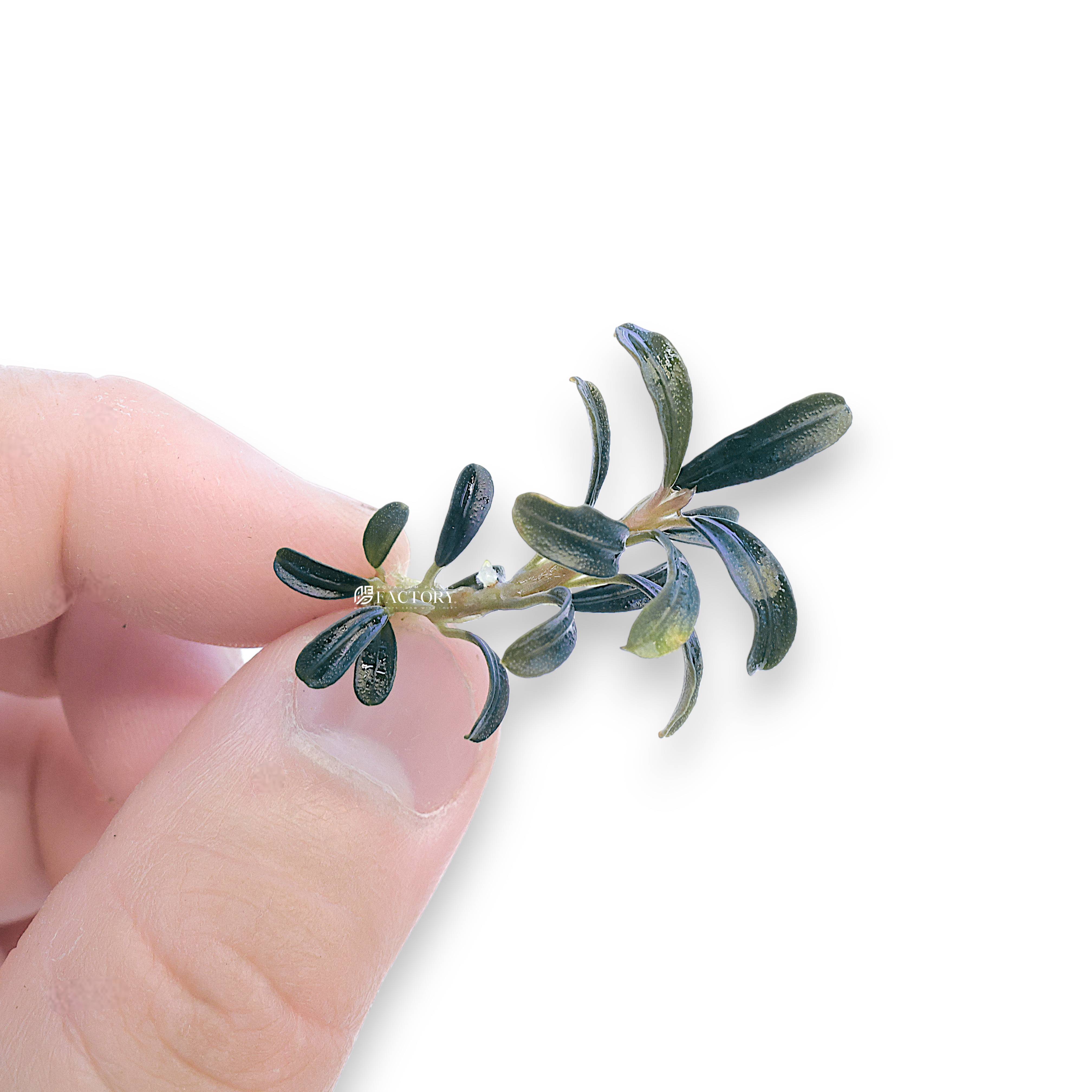 Bucephalandra Grappa Red Mini plant showing deep, glossy foliage with violet undertones and short rhizome, ideal for attaching to driftwood or rocks in aquascapes