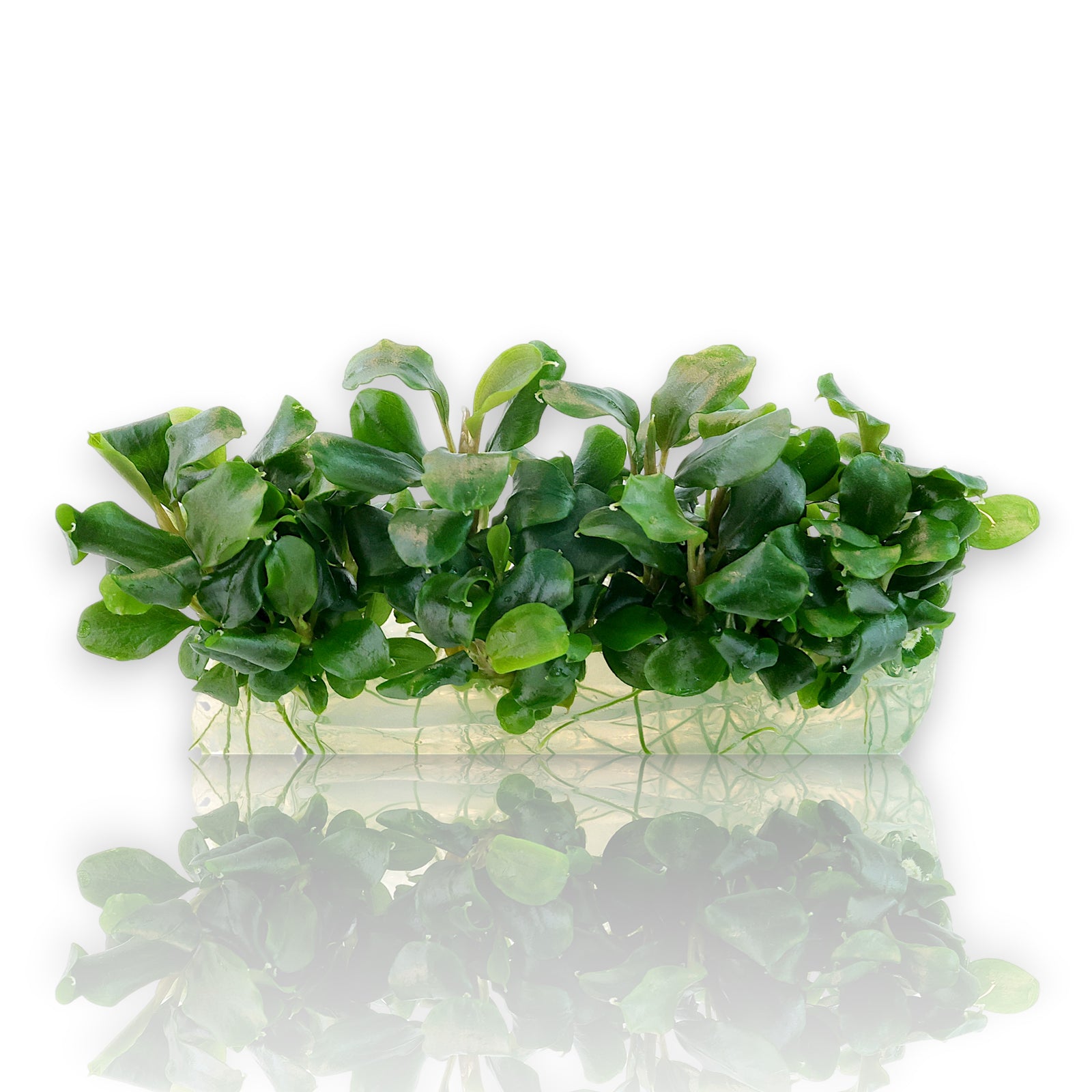 Bucephalandra Green Wavy in a sterile Vitro Culture cup from Aquarium Plants Factory.