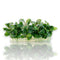 Bucephalandra Green Wavy in a sterile Vitro Culture cup from Aquarium Plants Factory.