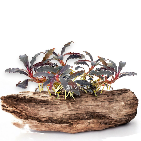 Bucephalandra Kedagang Red attached to hardscape