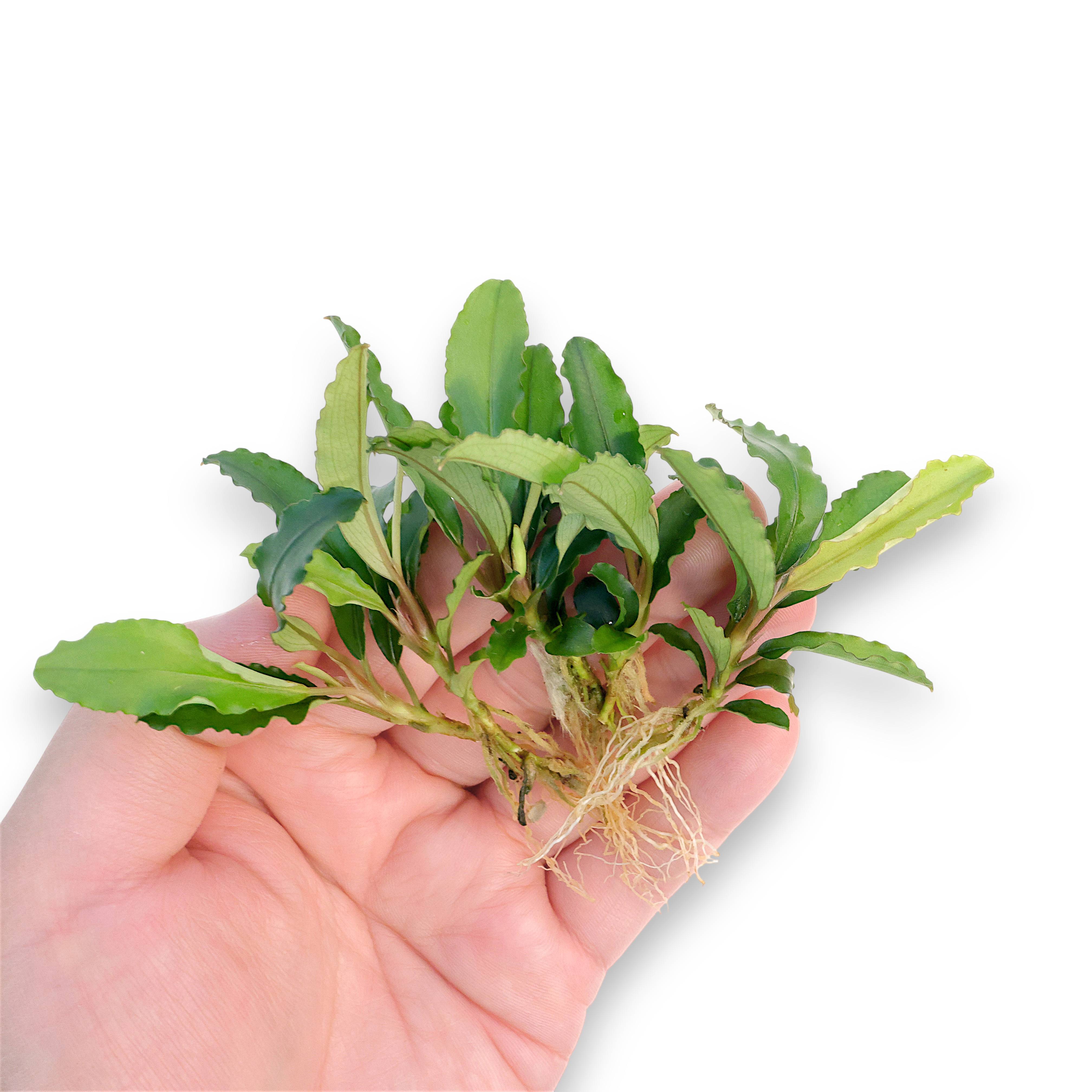 Premium pack of 5 Bucephalandra Maestro Blue bare-root rhizomes featuring dark bluish-green leaves and natural aquatic plant texture for aquascaping.