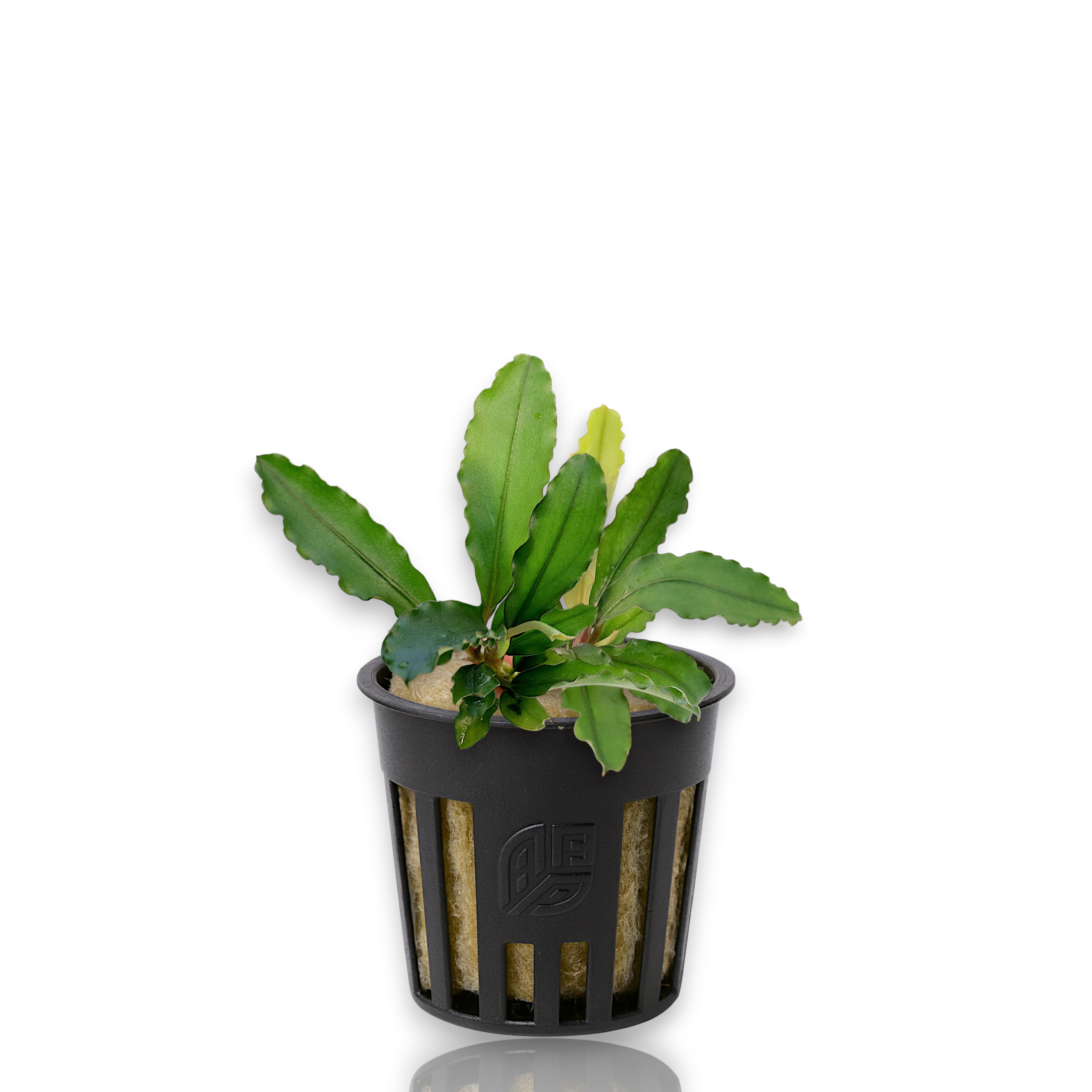 Bucephalandra Maestro Blue potted aquatic plant with deep blue-green leaves, displayed in a net pot with rockwool on a white background.