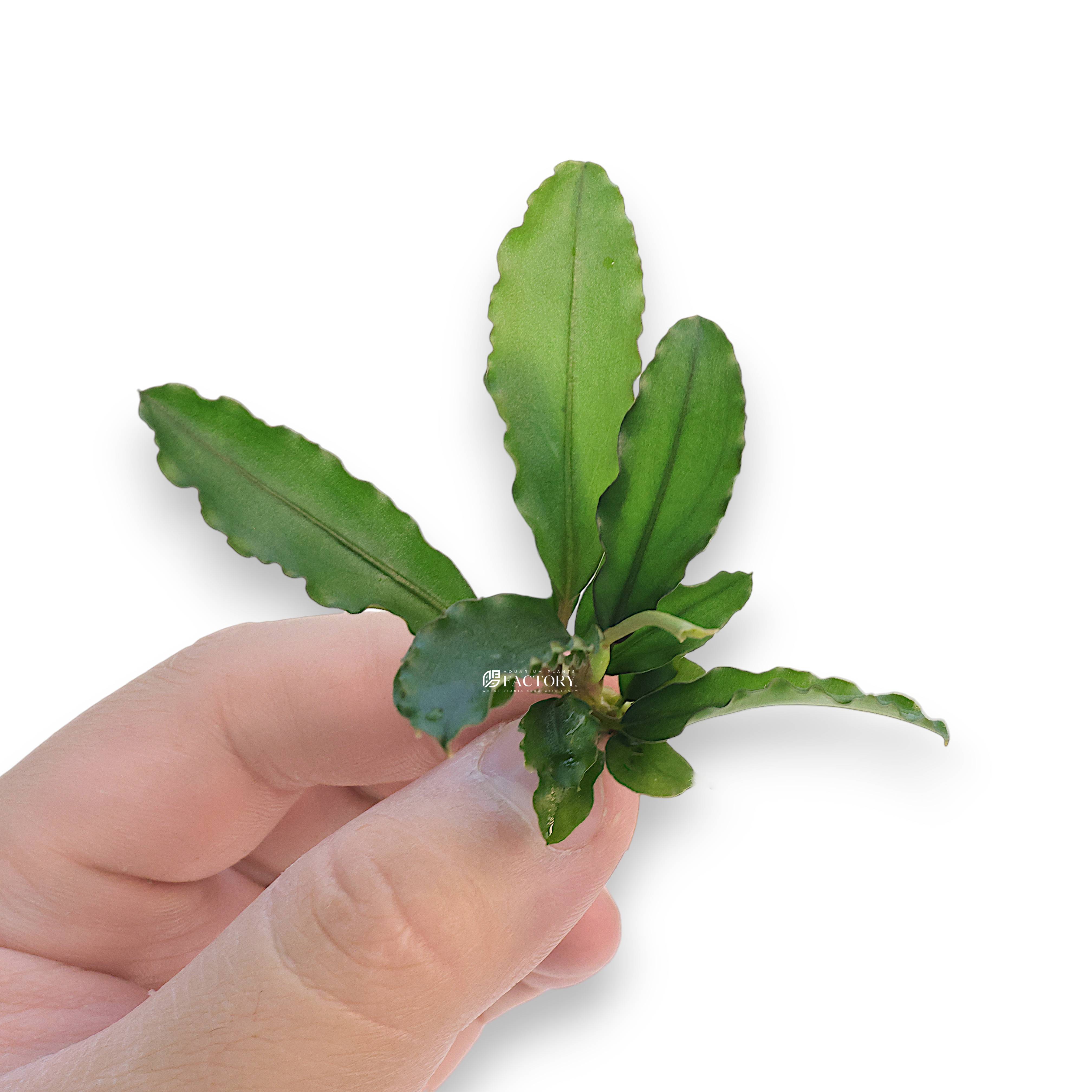 Aquarium plant Bucephalandra ‘Maestro Blue’ bare-root rhizome with small glossy leaves and subtle blue shimmer