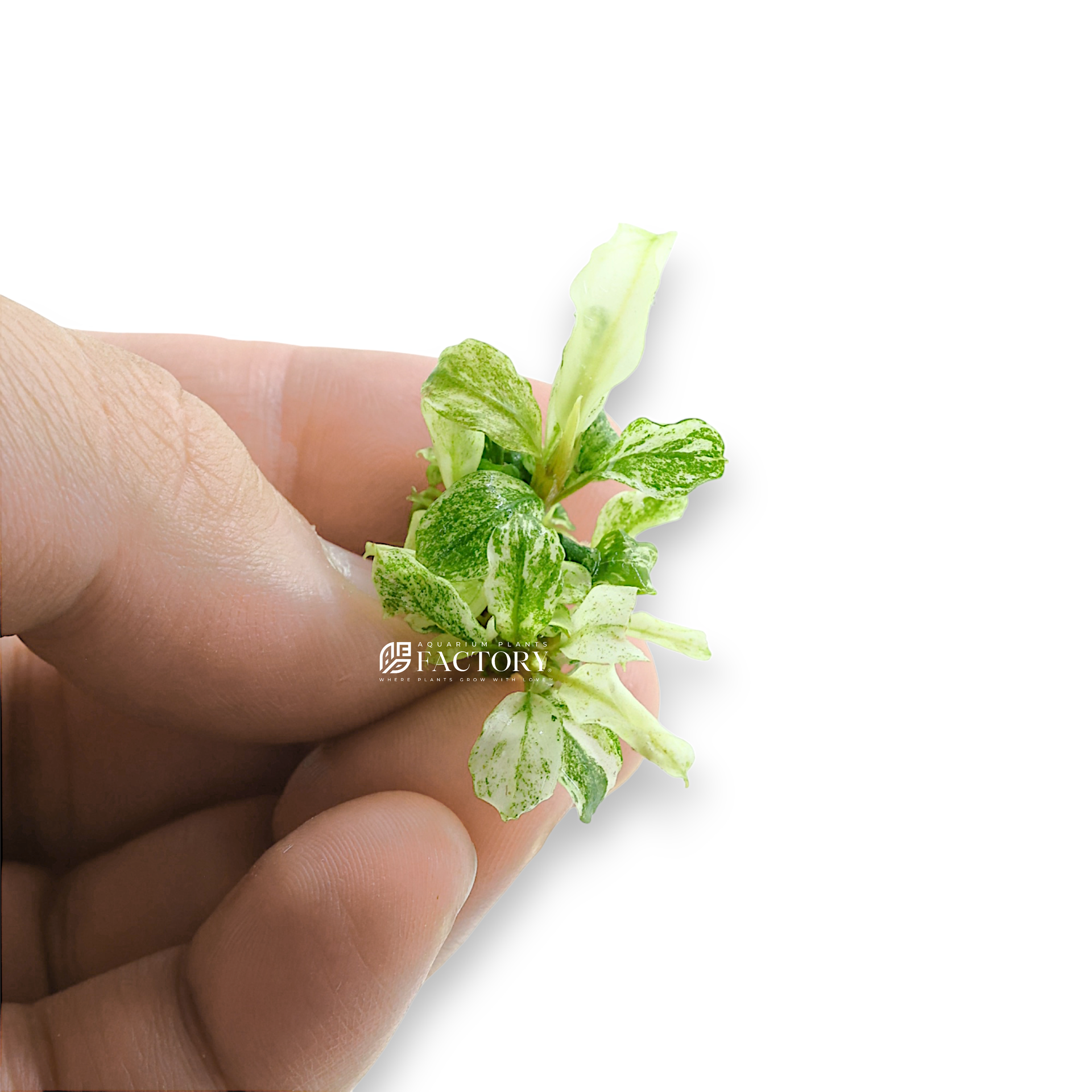 Bucephalandra White Marble Variegated APF Aquarium Plants