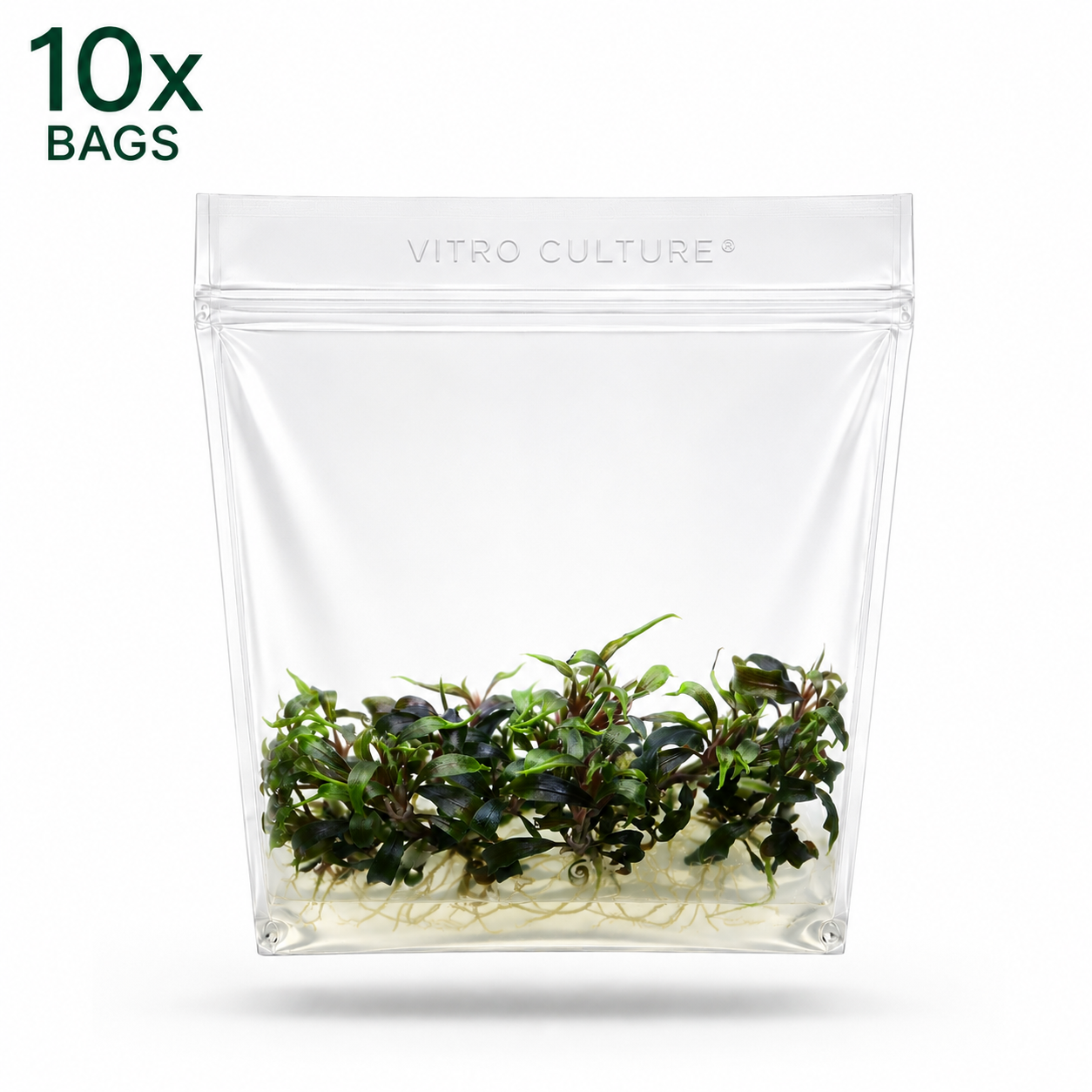 A bulk 10-pack bundle of sealed Vitro Culture tissue culture bags featuring pest-free Bucephalandra Mini Black Carpet aquarium plants.