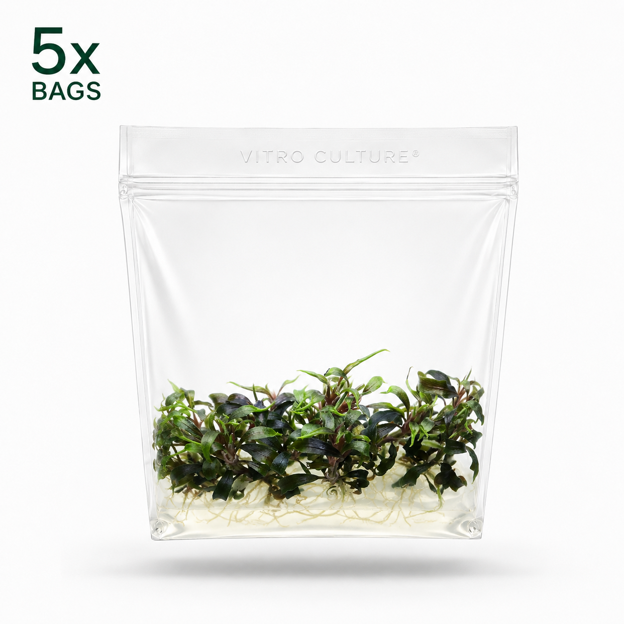 A 5-pack bundle of sterile Vitro Culture tissue culture bags containing healthy, low-growing Bucephalandra Mini Black Carpet plantlets with dark green foliage.
