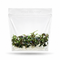 A sealed sterile Vitro Culture tissue culture bag containing healthy, low-growing Bucephalandra Mini Black Carpet plantlets with dark green foliage.