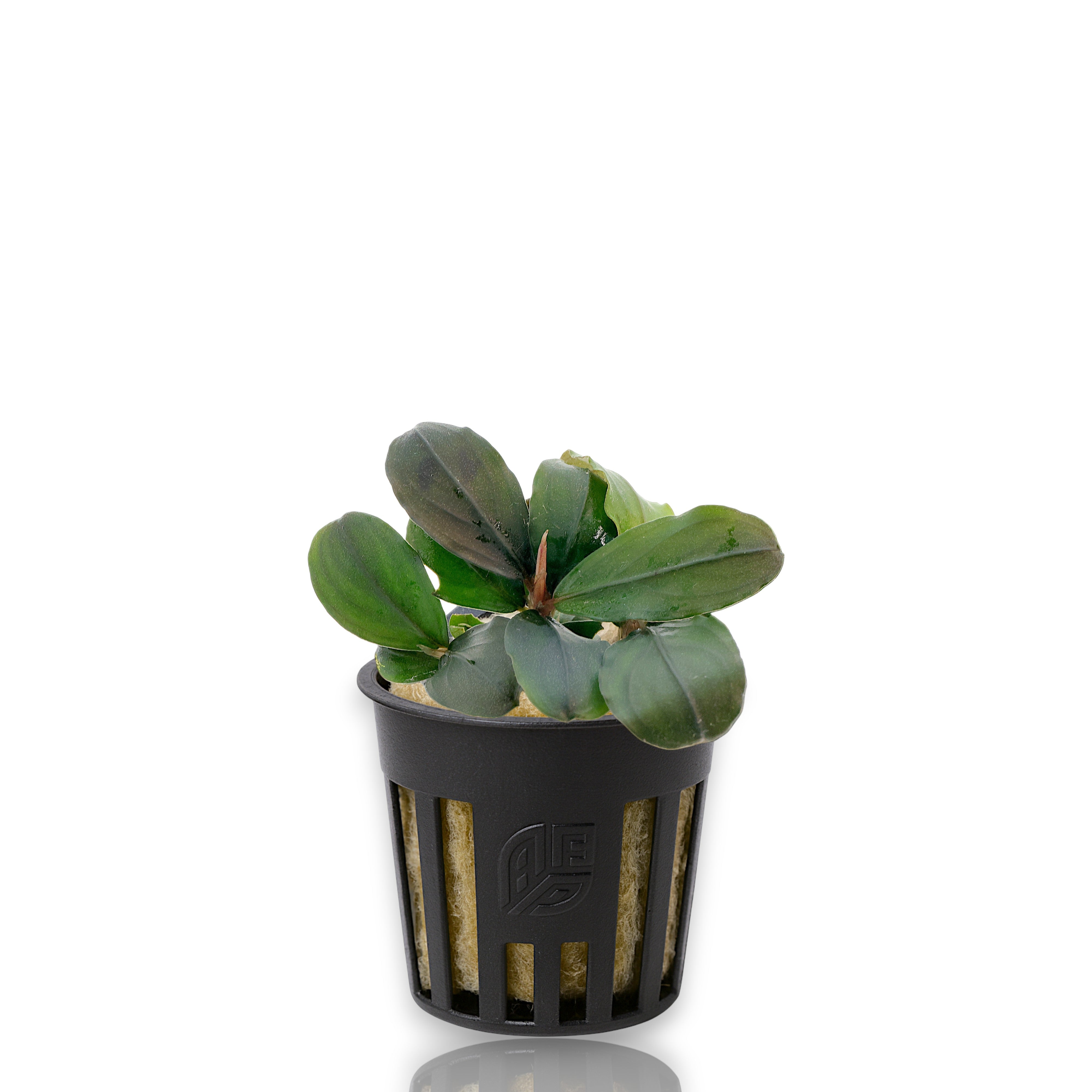 Close-up of potted Bucephalandra Pandora Queen showing healthy rhizome, rockwool base, and vibrant leaf structure