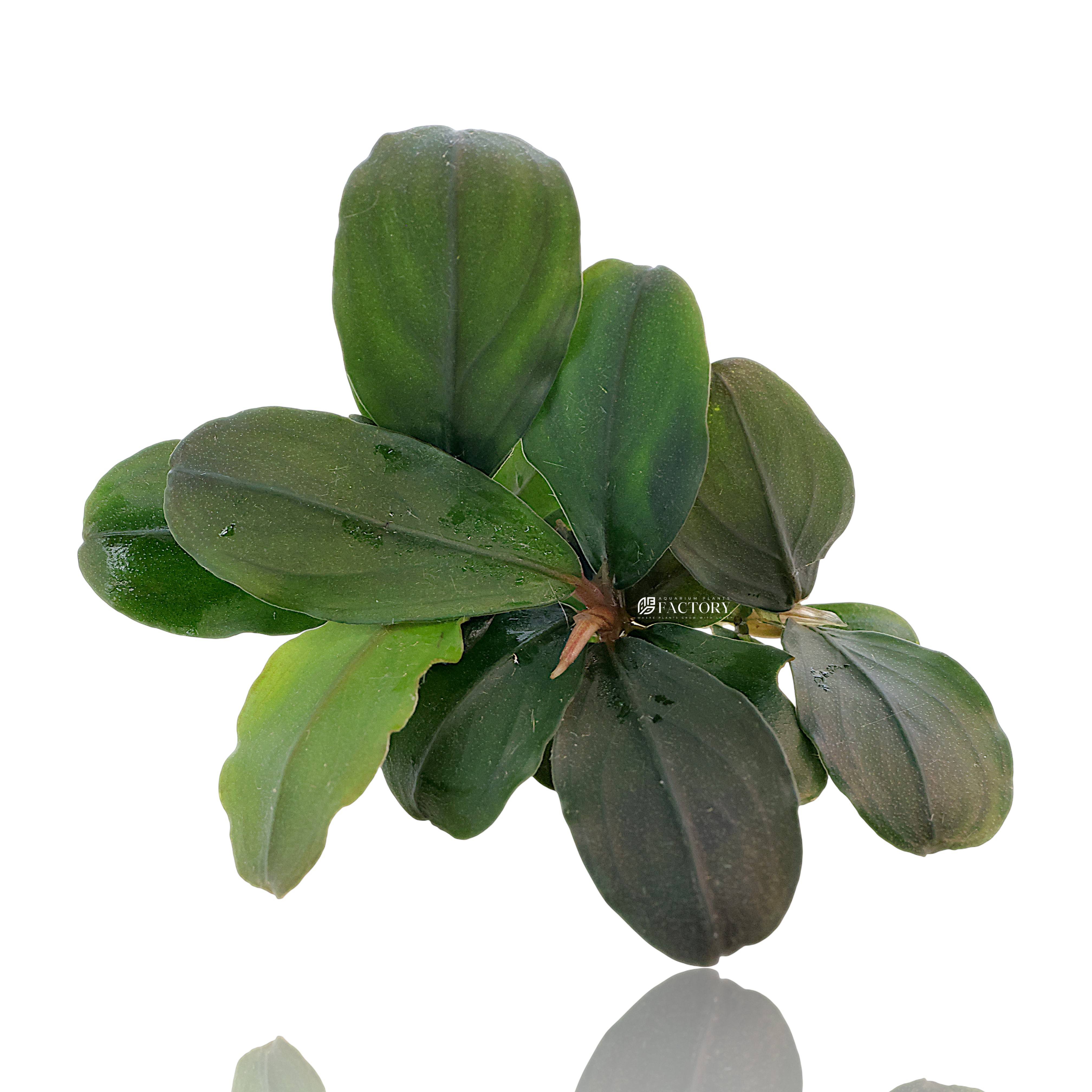 Close-up of Bucephalandra ‘Pandora Queen’ showing dark green foliage with subtle bluish metallic sheen
