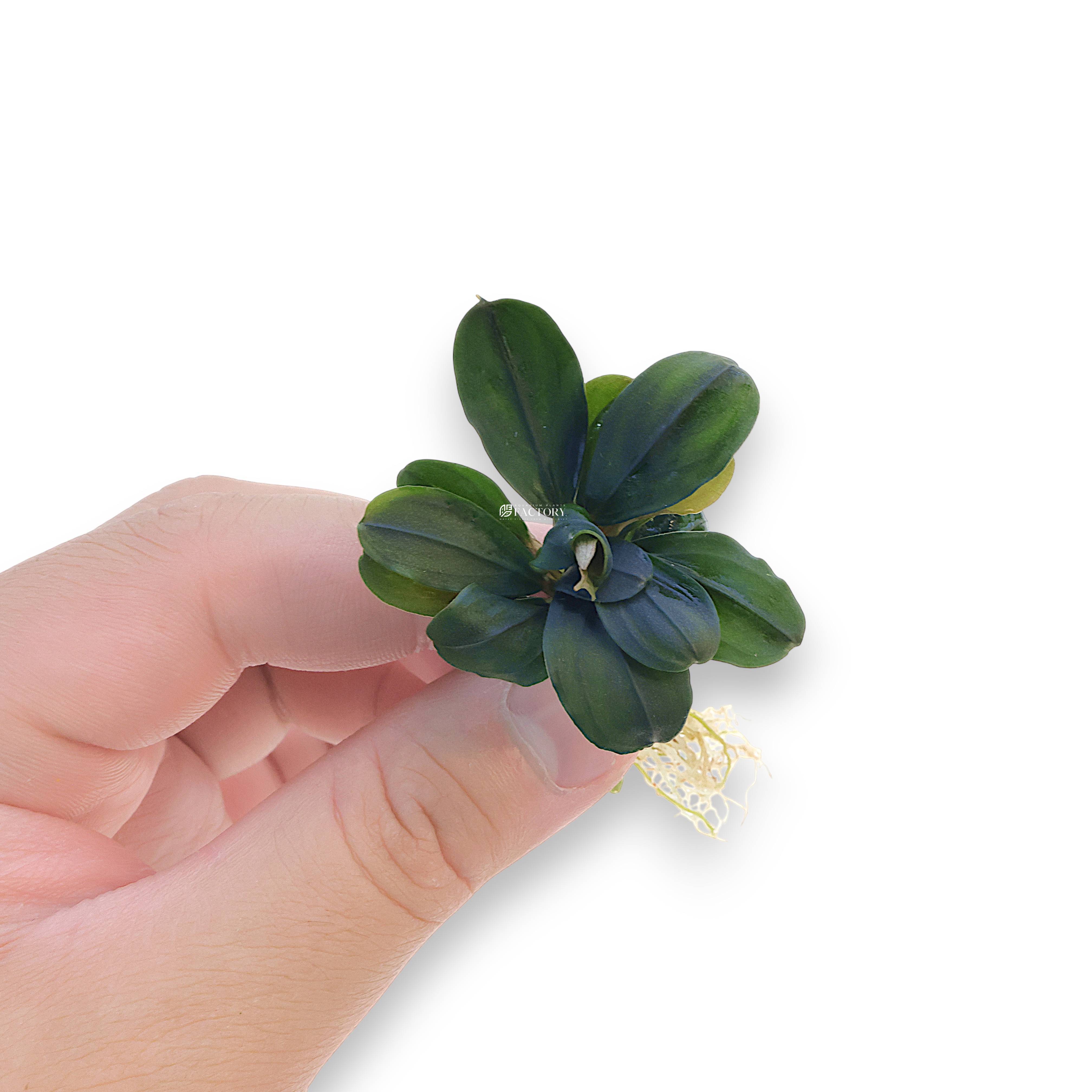 Bucephalandra Pandora Queen bare-root plant showing healthy roots and subtle bluish-green iridescent foliage